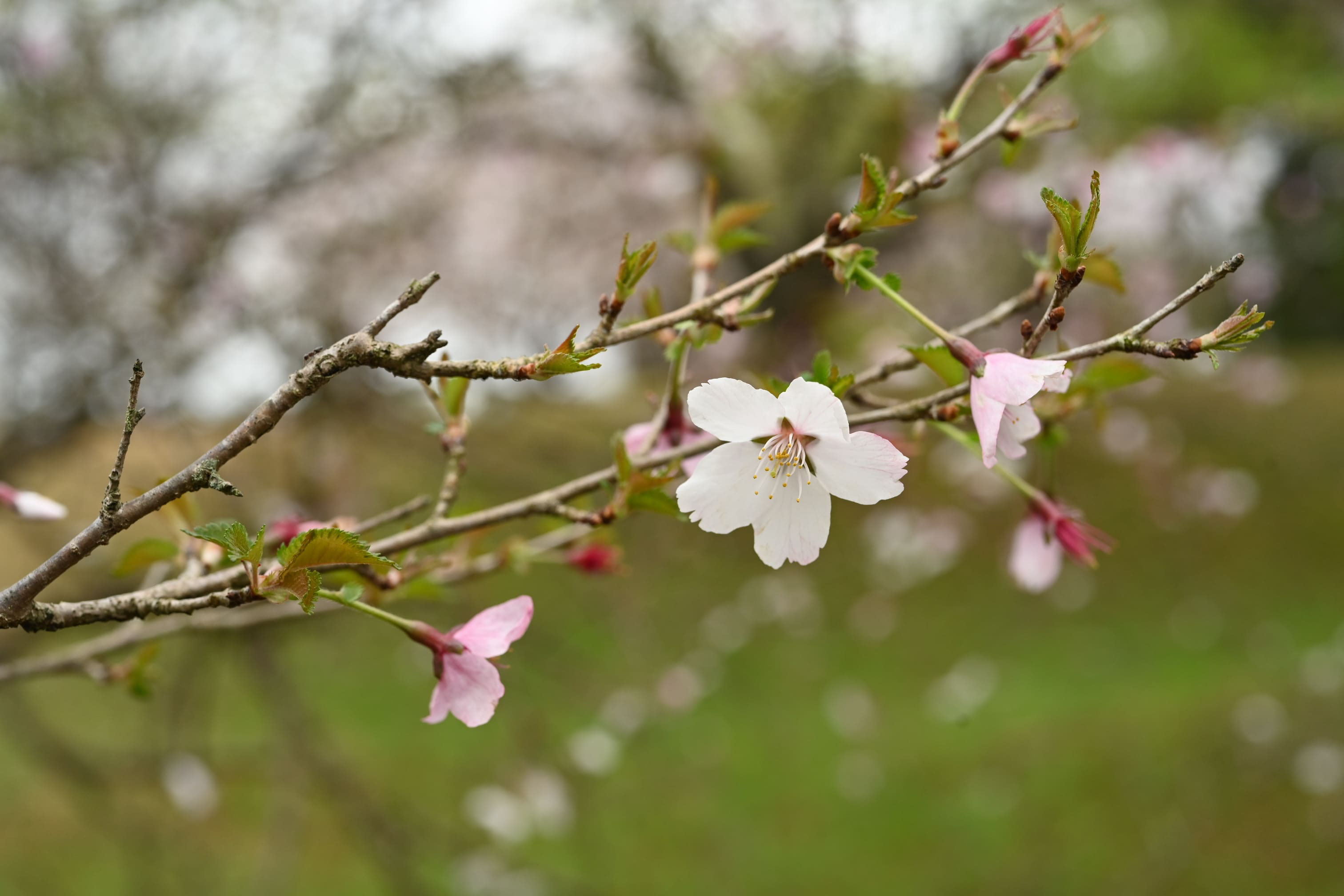 マメザクラ 庭木図鑑 植木ペディア