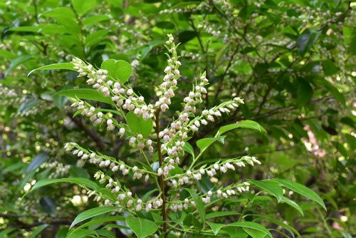 シャシャンボ - 庭木図鑑 植木ペディア