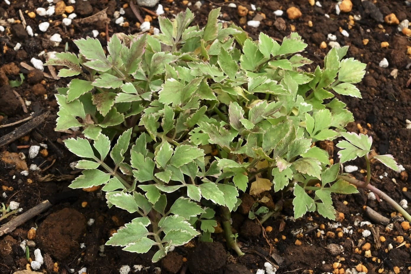 セリ せり 芹 庭木図鑑 植木ペディア