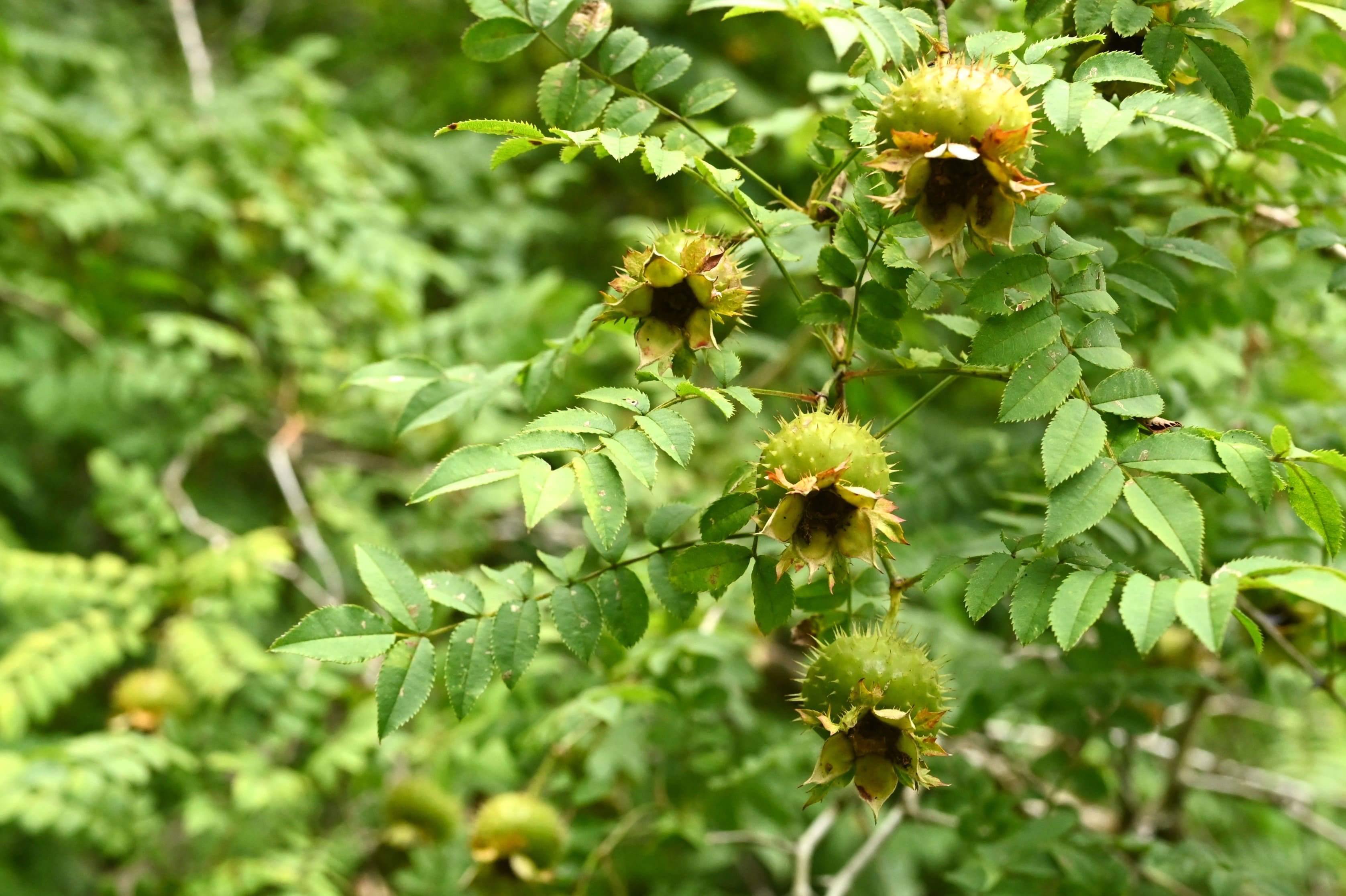 サンショウバラ 山椒薔薇 庭木図鑑 植木ペディア