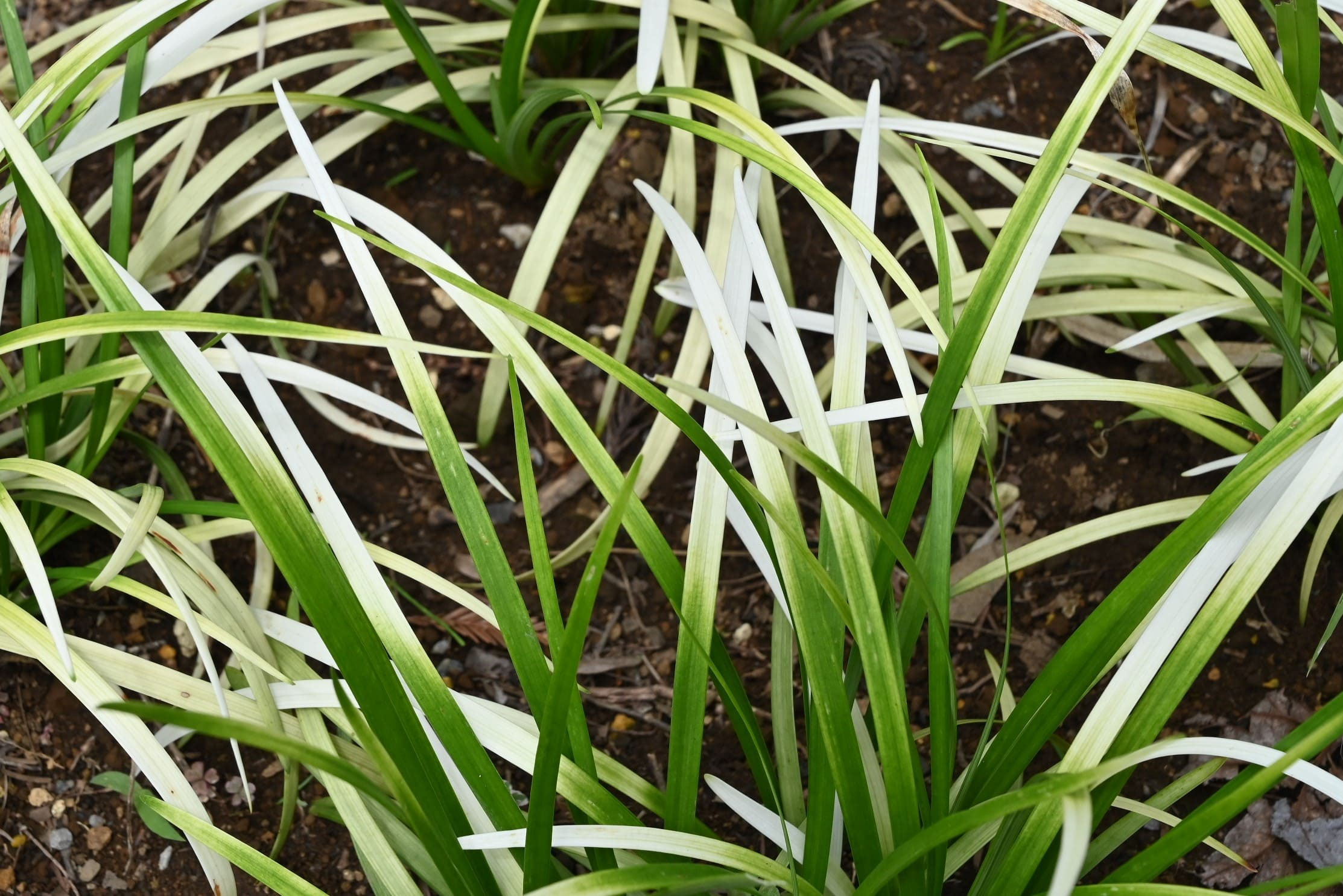 ヤブラン 庭木図鑑 植木ペディア