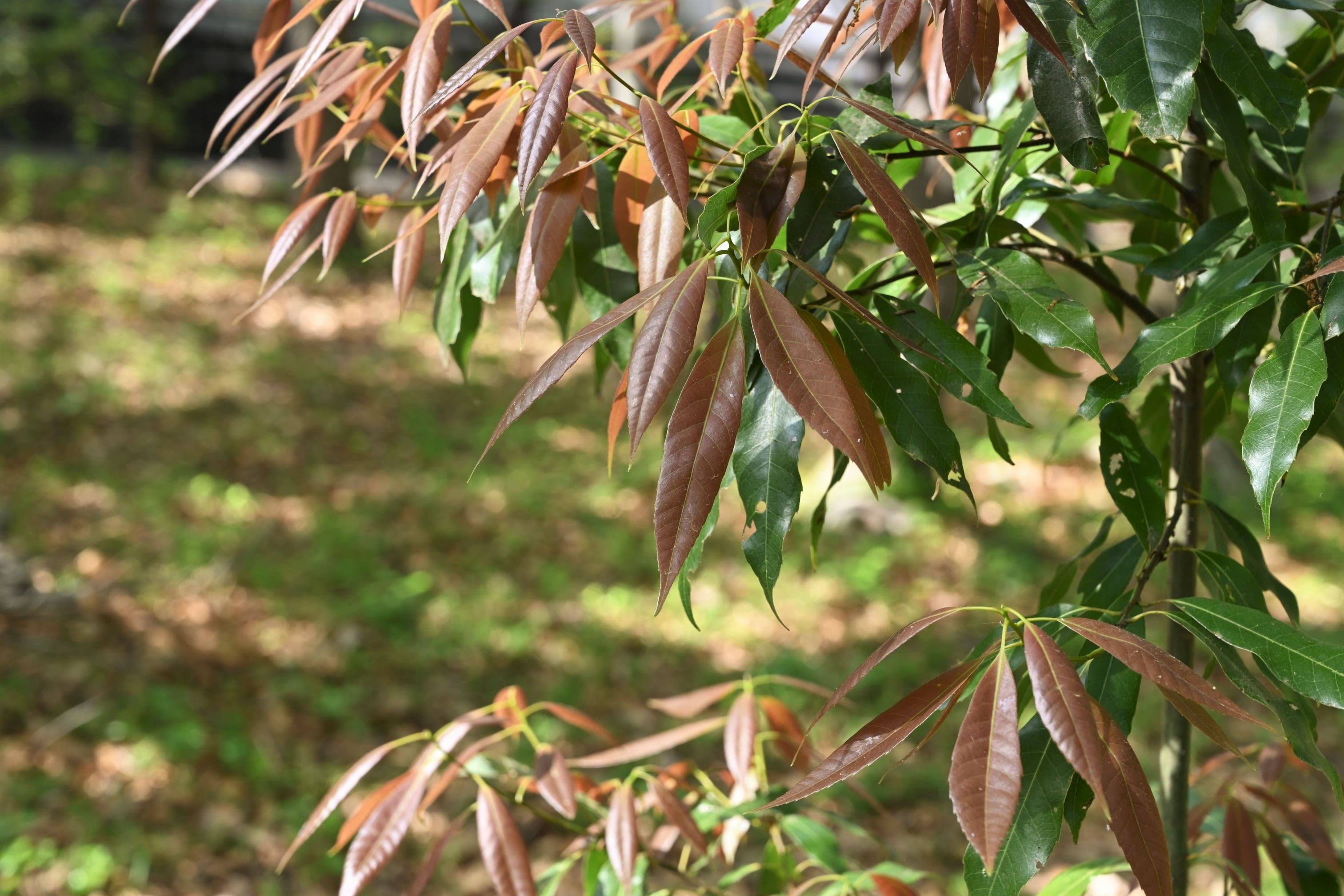 シラカシ 白樫 庭木図鑑 植木ペディア シラカシ 白樫 庭木図鑑 植木ペディア