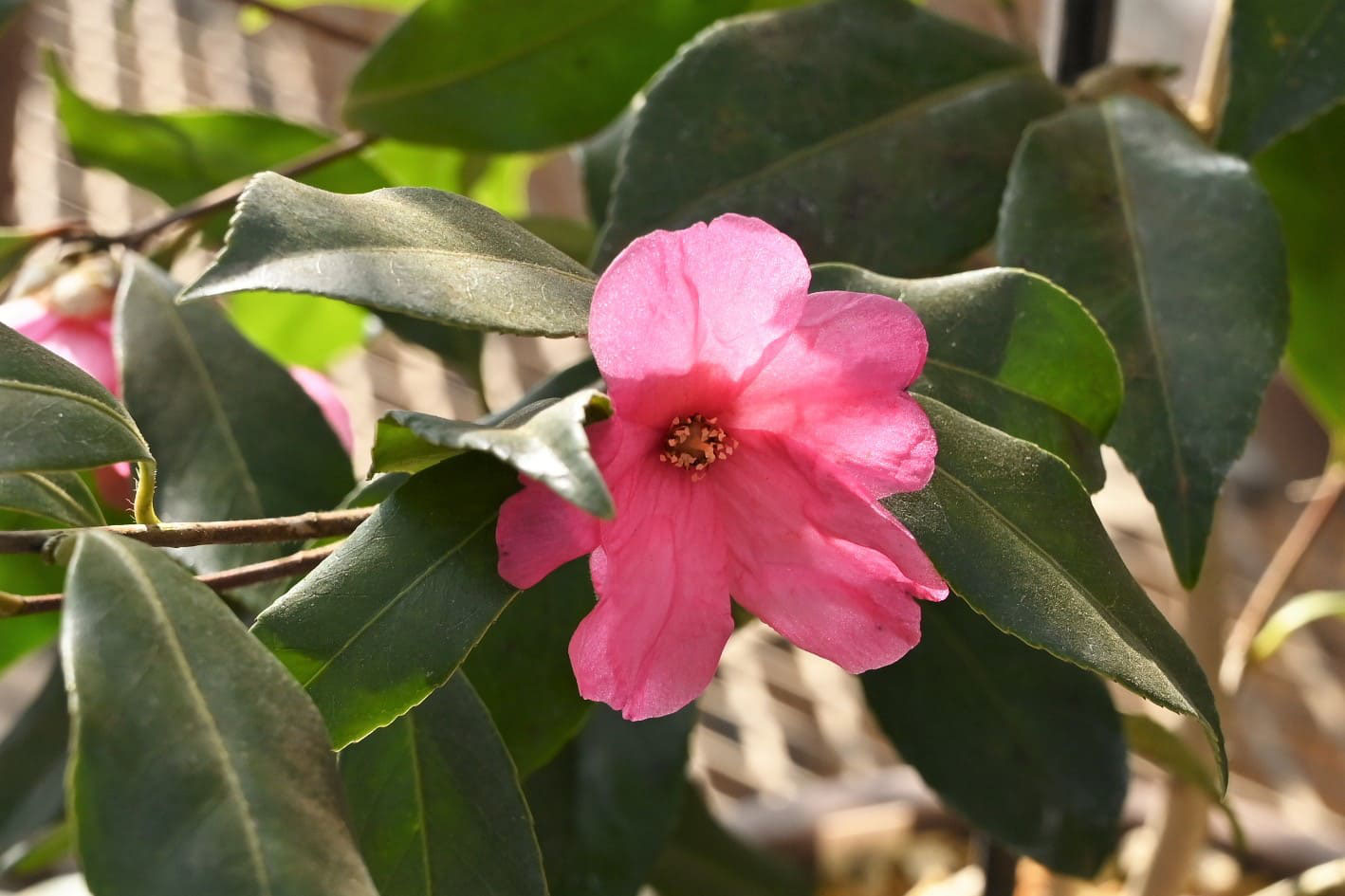 サザンカ 山茶花 庭木図鑑 植木ペディア