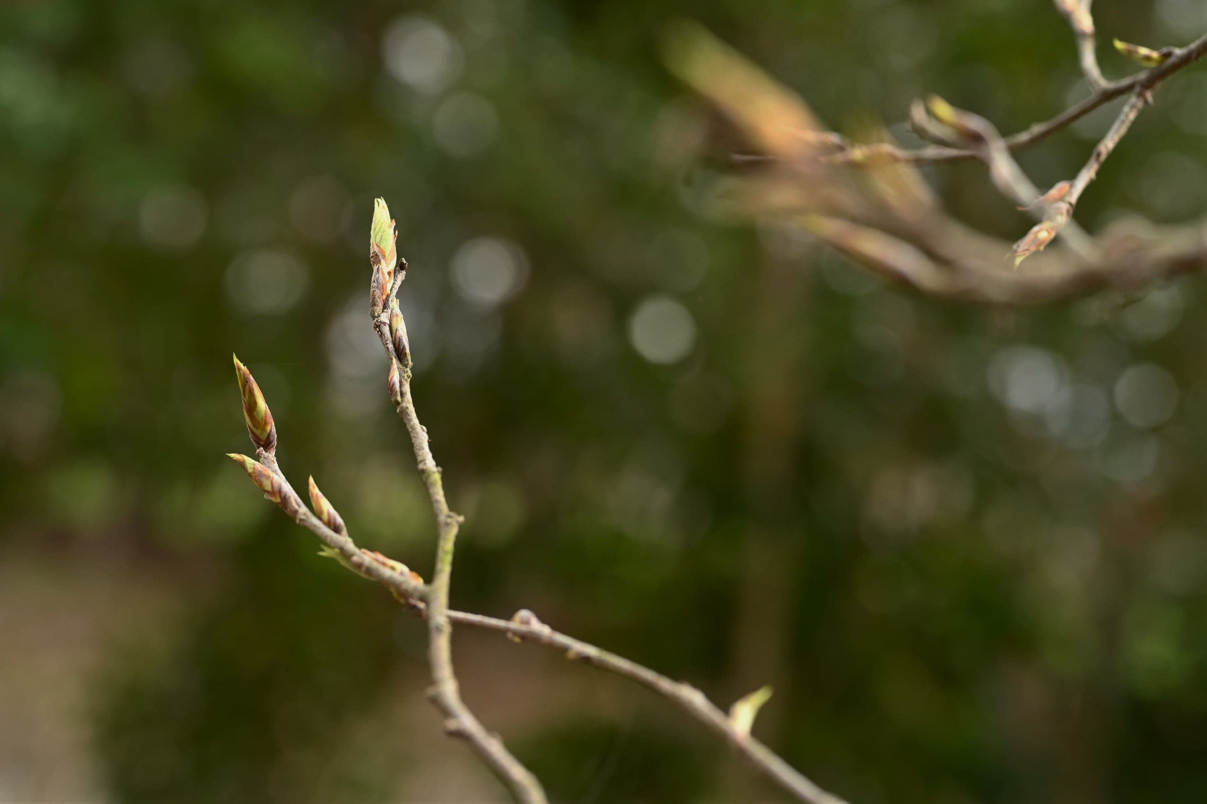ムクノキ（椋の木） - 庭木図鑑 植木ペディア