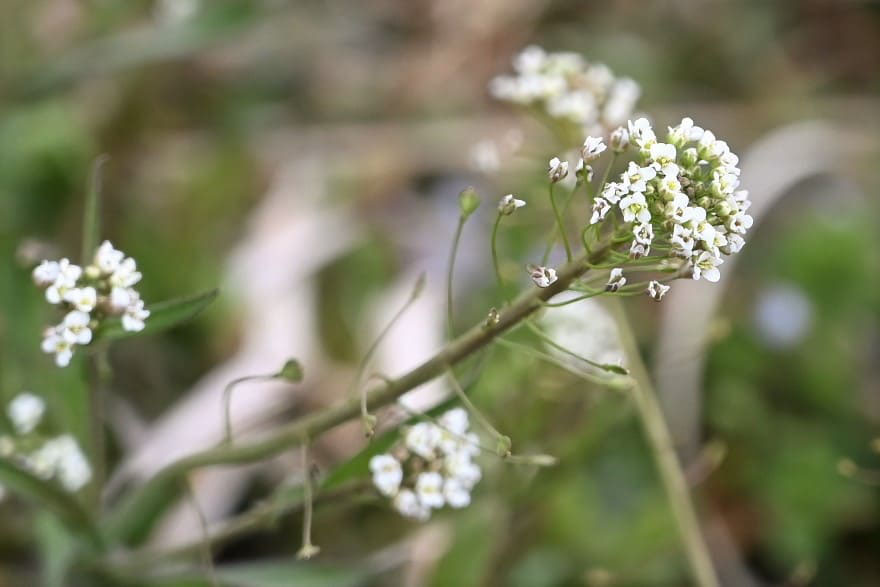 ナズナ なずな 薺 庭木図鑑 植木ペディア