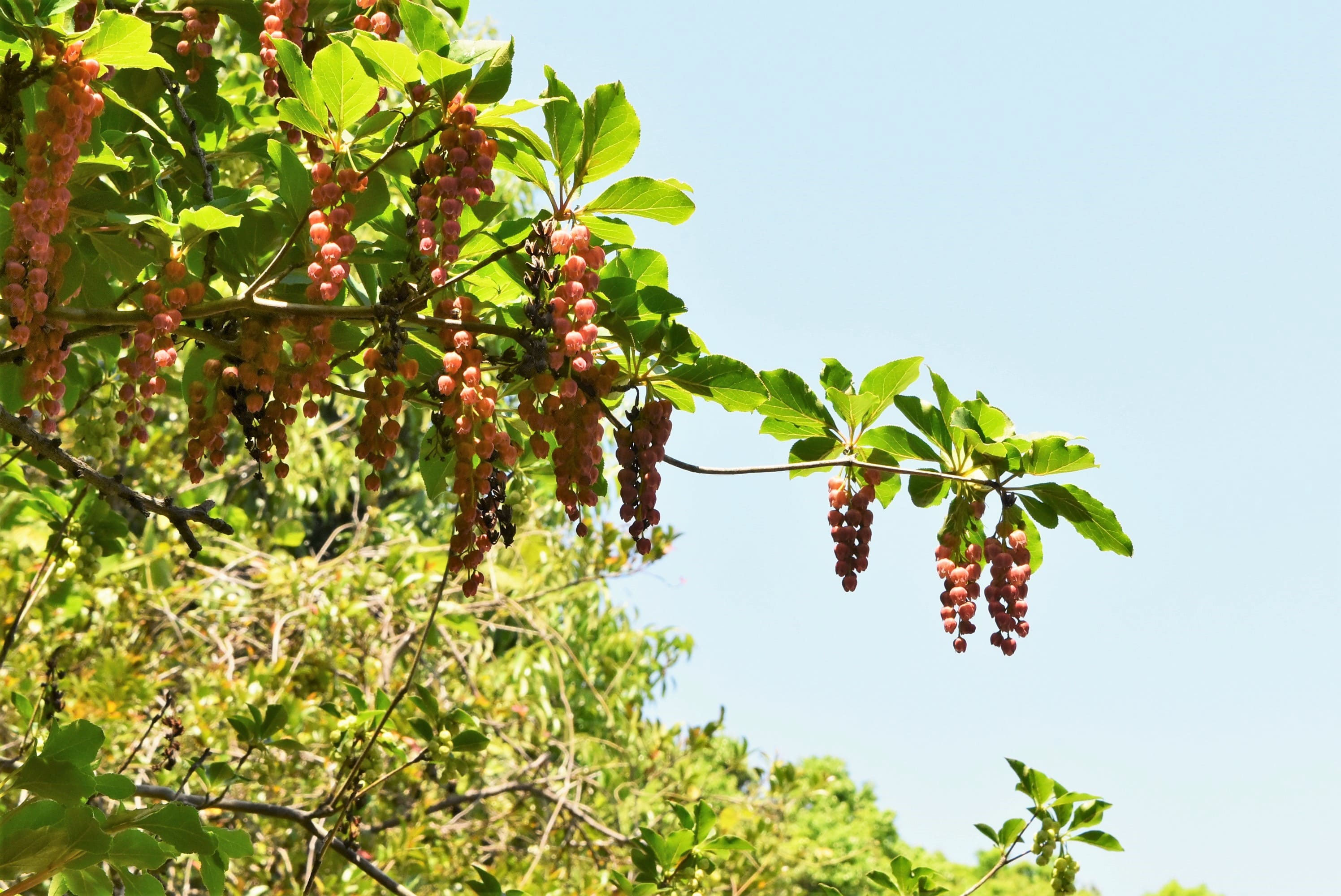 イチゴ大好き様。山採りドウダンツツジ。