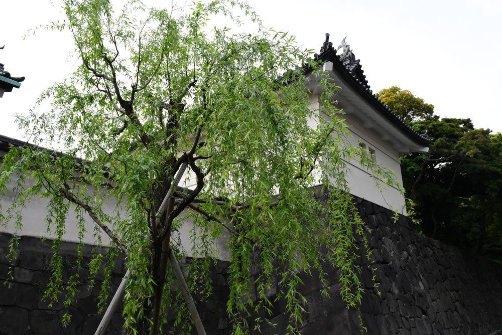 シダレヤナギ 枝垂柳 庭木図鑑 植木ペディア シダレヤナギ 枝垂柳 庭木図鑑 植木ペディア