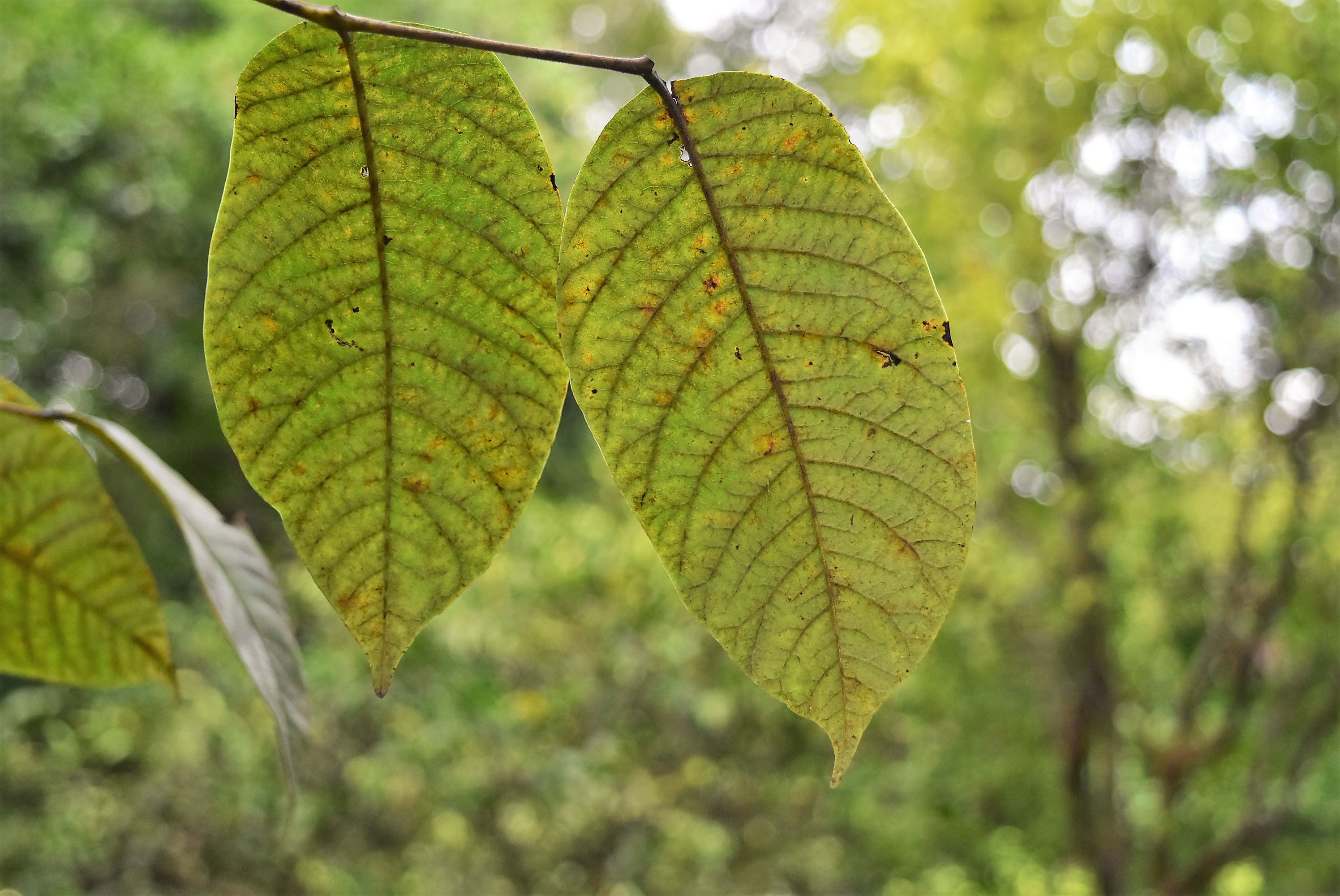 ウルシ(漆) 庭木図鑑 植木ペディア ウルシ(漆) 庭木図鑑 植木ペディア