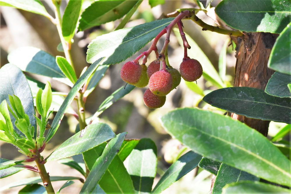 イチゴノキ 苺の木 庭木図鑑 植木ペディア