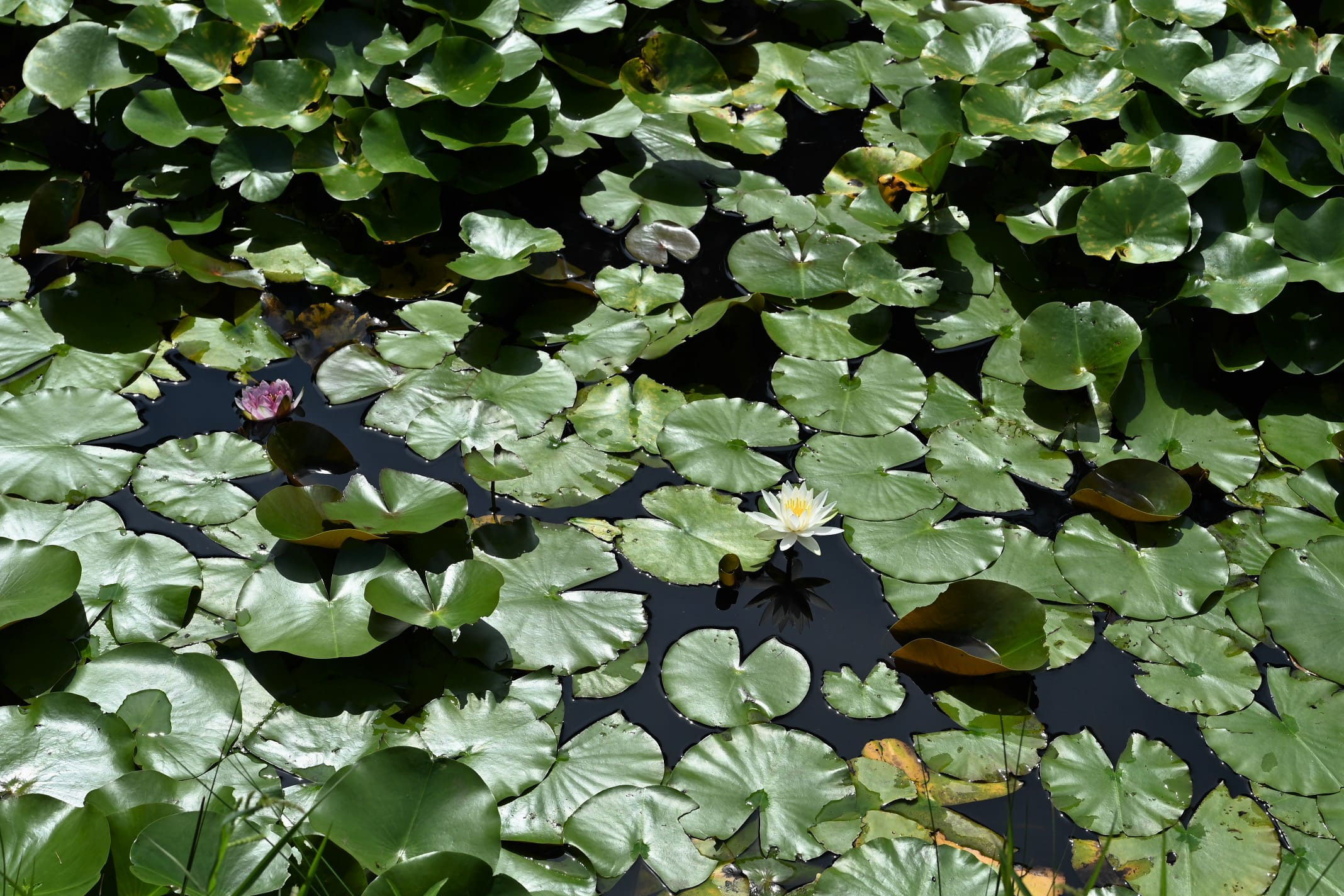 スイレン すいれん 睡蓮 庭木図鑑 植木ペディア