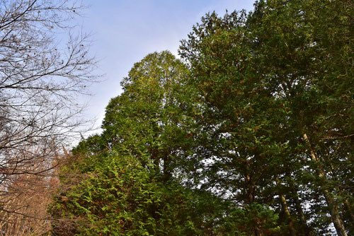 ニオイヒバ（匂檜葉） - 庭木図鑑 植木ペディア