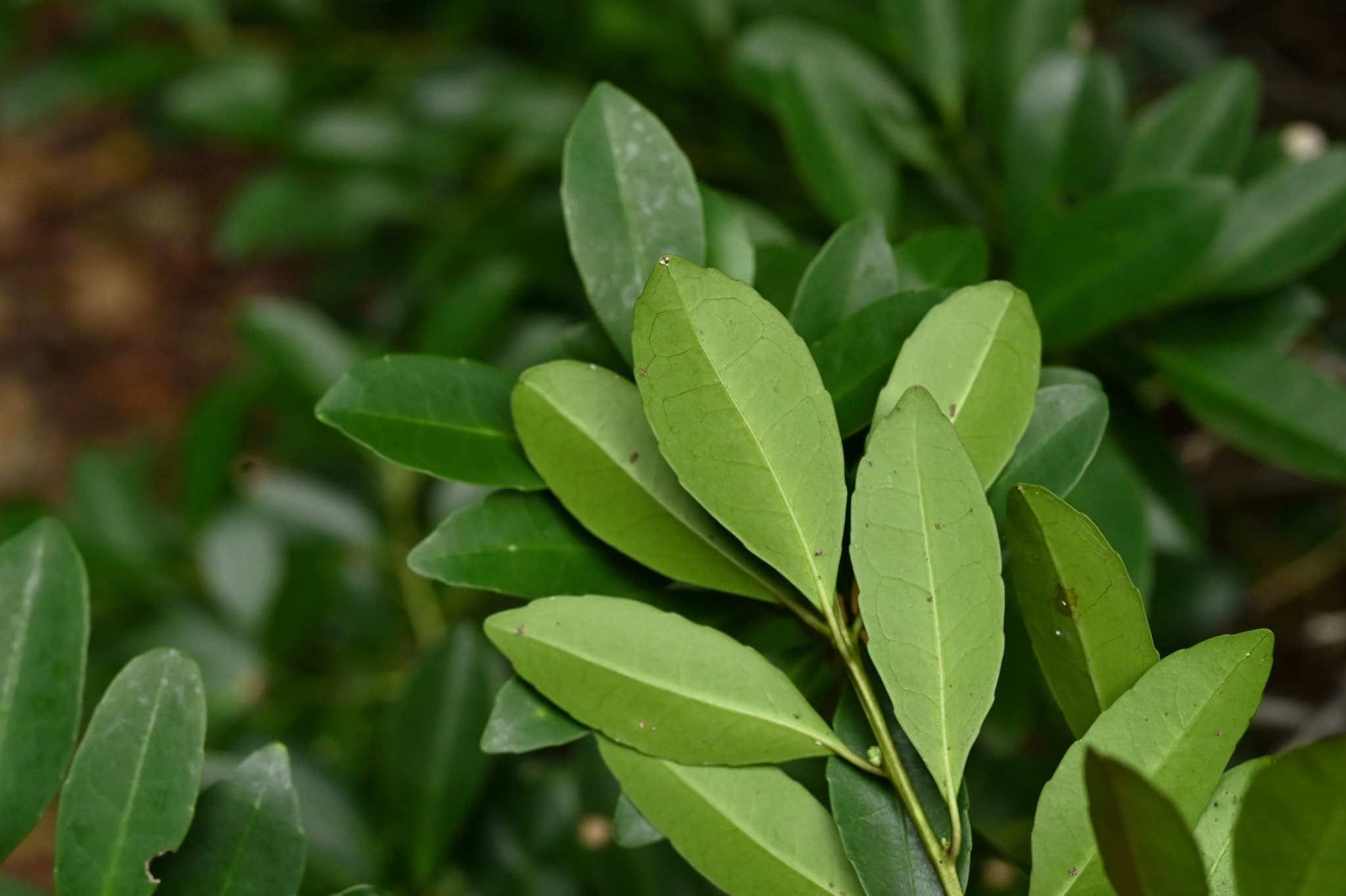 クロキ（黒木） - 庭木図鑑 植木ペディア