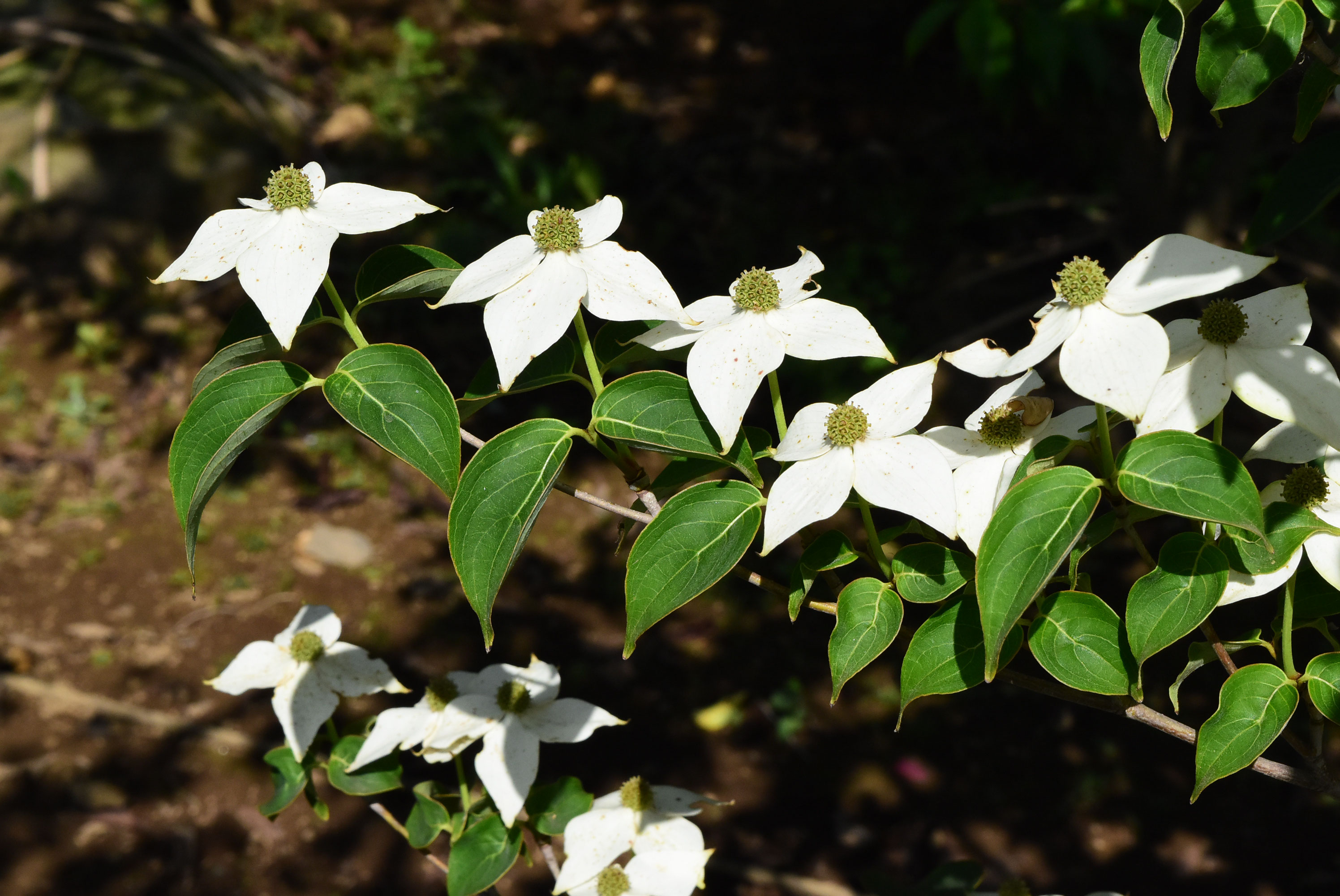 ヤマボウシ 山法師 庭木図鑑 植木ペディア