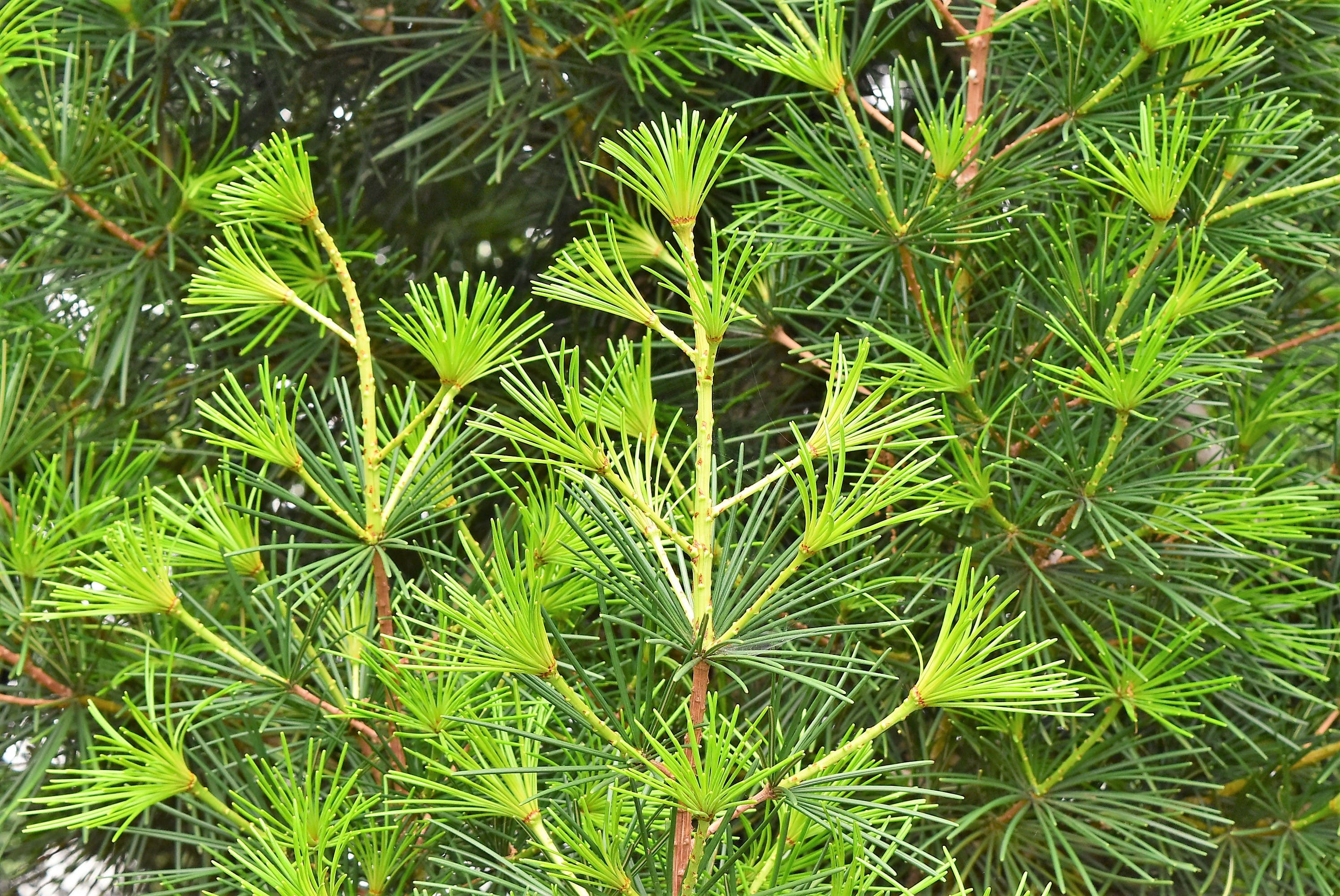 大株　コウヤマキ　約:140cm【高野槙/ホンマキ/常緑針葉樹/根巻】18 コウヤマキ（高野槙） - 庭木図鑑 植木ペディア