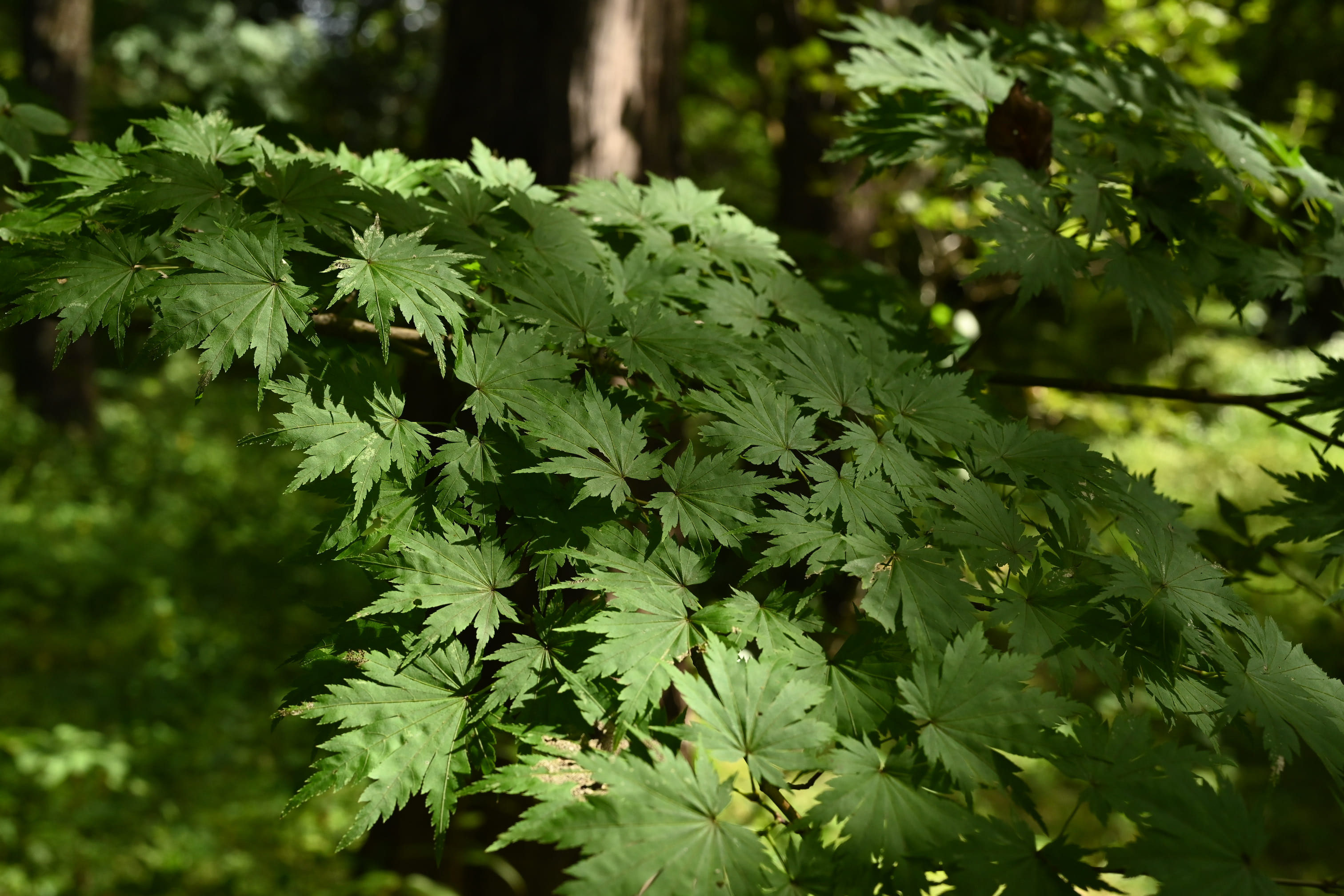 ヒナウチワカエデ／ひなうちわかえで／雛団扇楓 - 庭木図鑑 植木ペディア