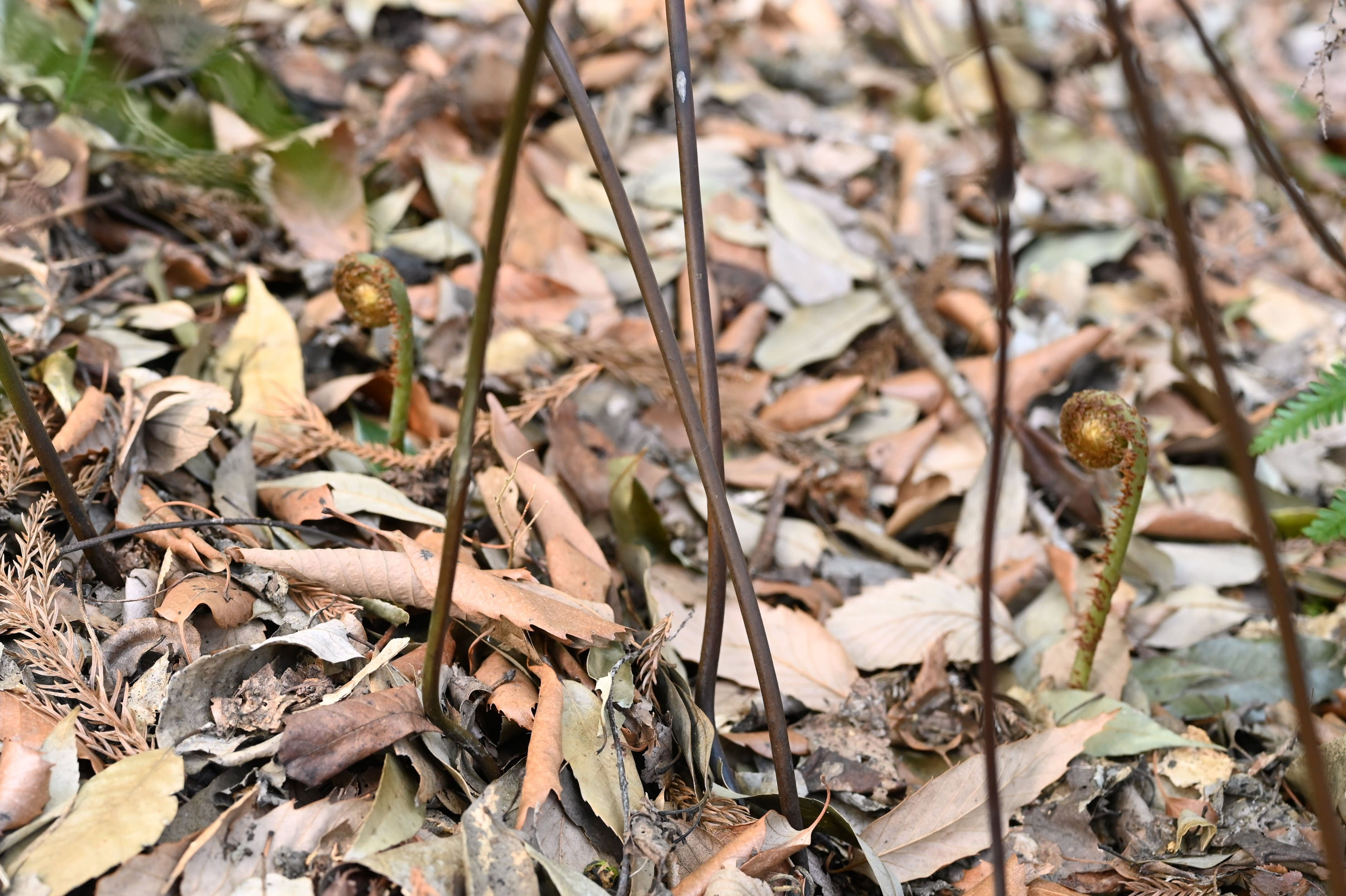 ウラジロ／うらじろ／裏白 - 庭木図鑑 植木ペディア