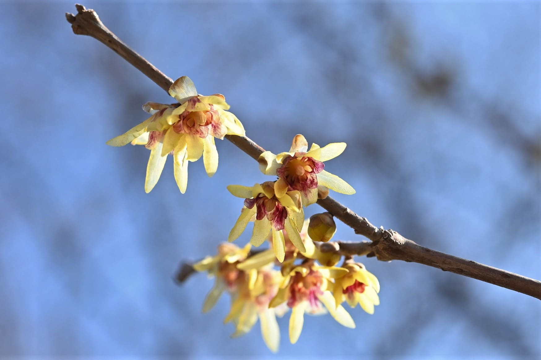 ロウバイ 蝋梅 庭木図鑑 植木ペディア