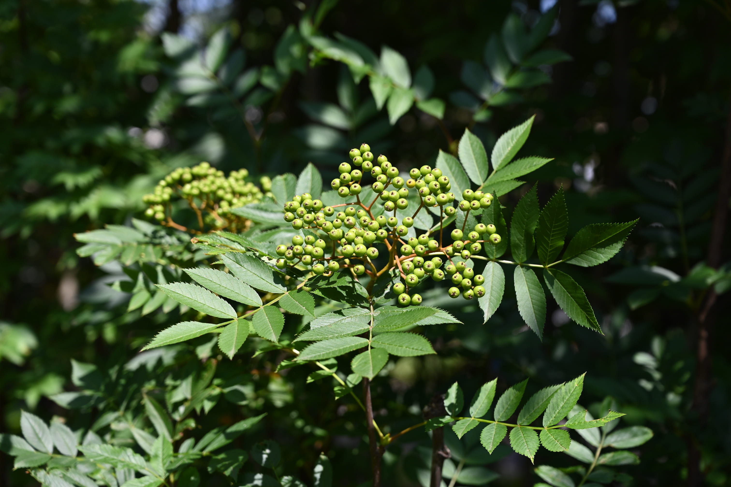 ナナカマド 七竈 庭木図鑑 植木ペディア