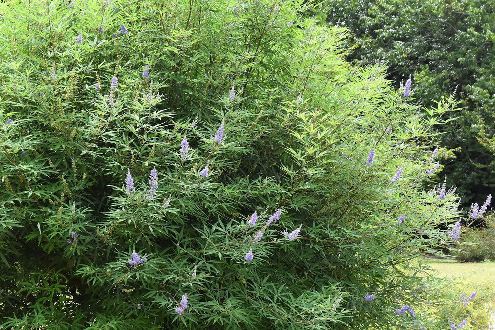 セイヨウニンジンボク 西洋人参木 庭木図鑑 植木ペディア セイヨウニンジンボク 西洋人参木 庭木図鑑 植木ペディア