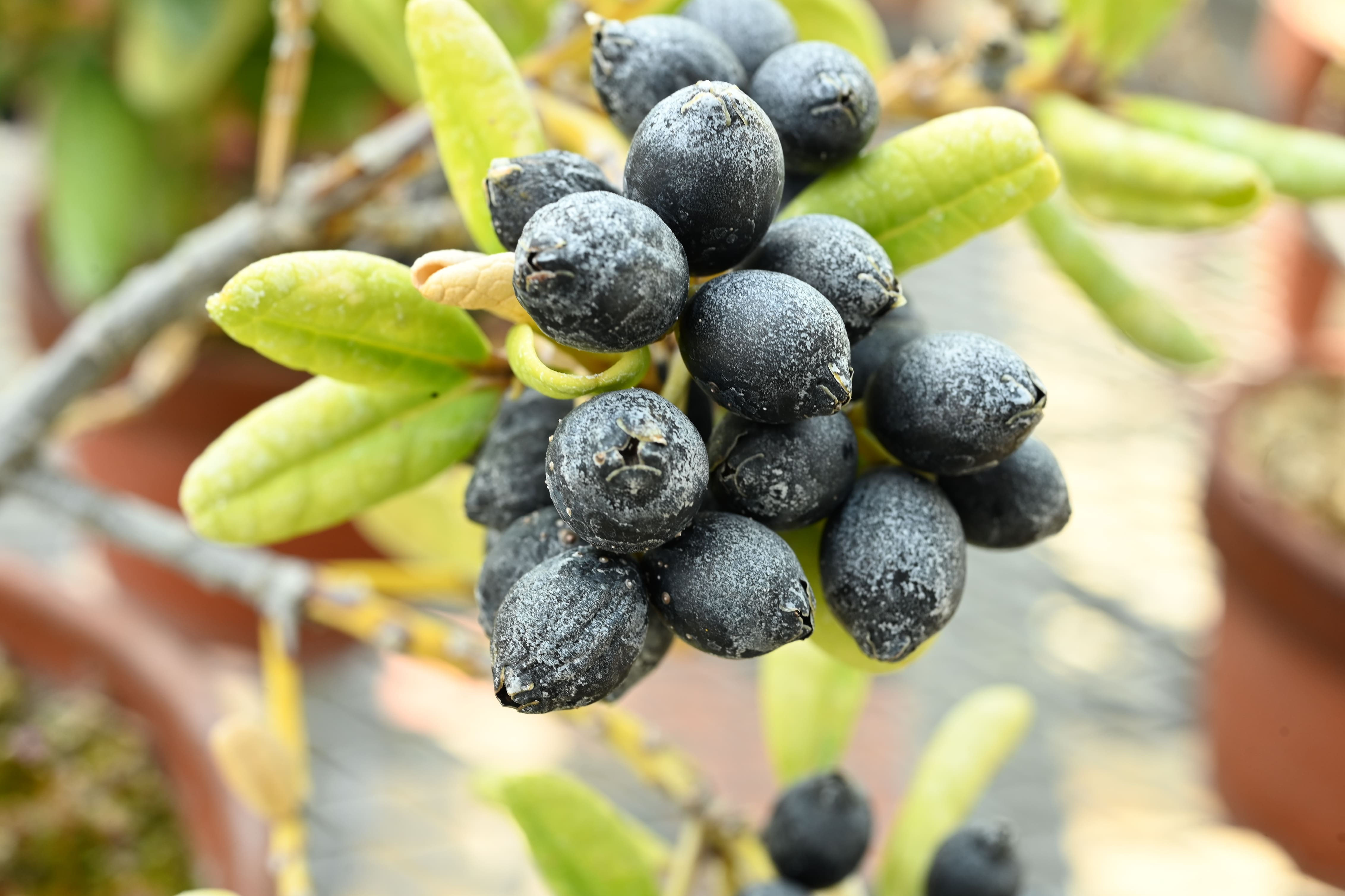 幹3本の貴重な黒木（クロキ）