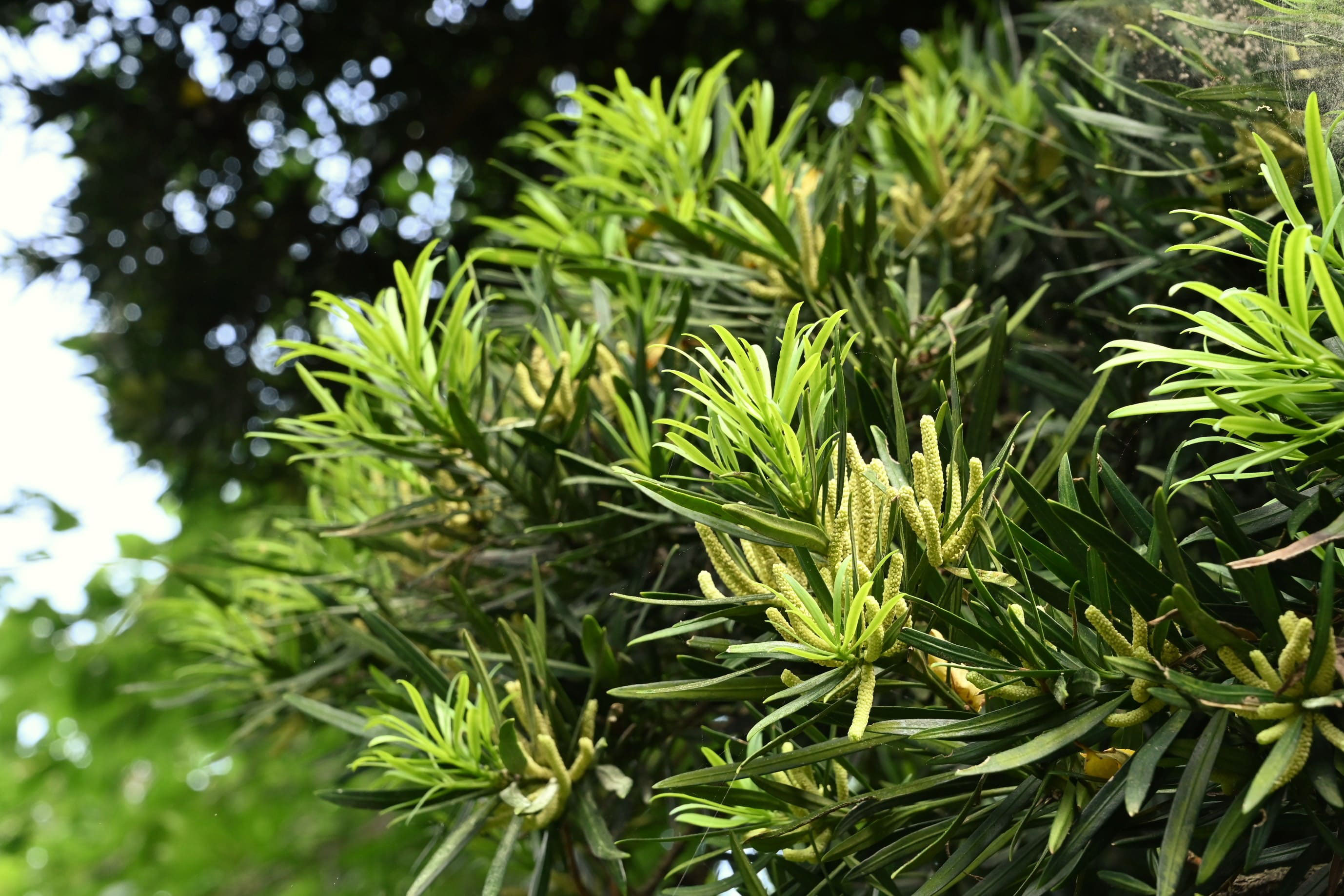 まきの木 庭木