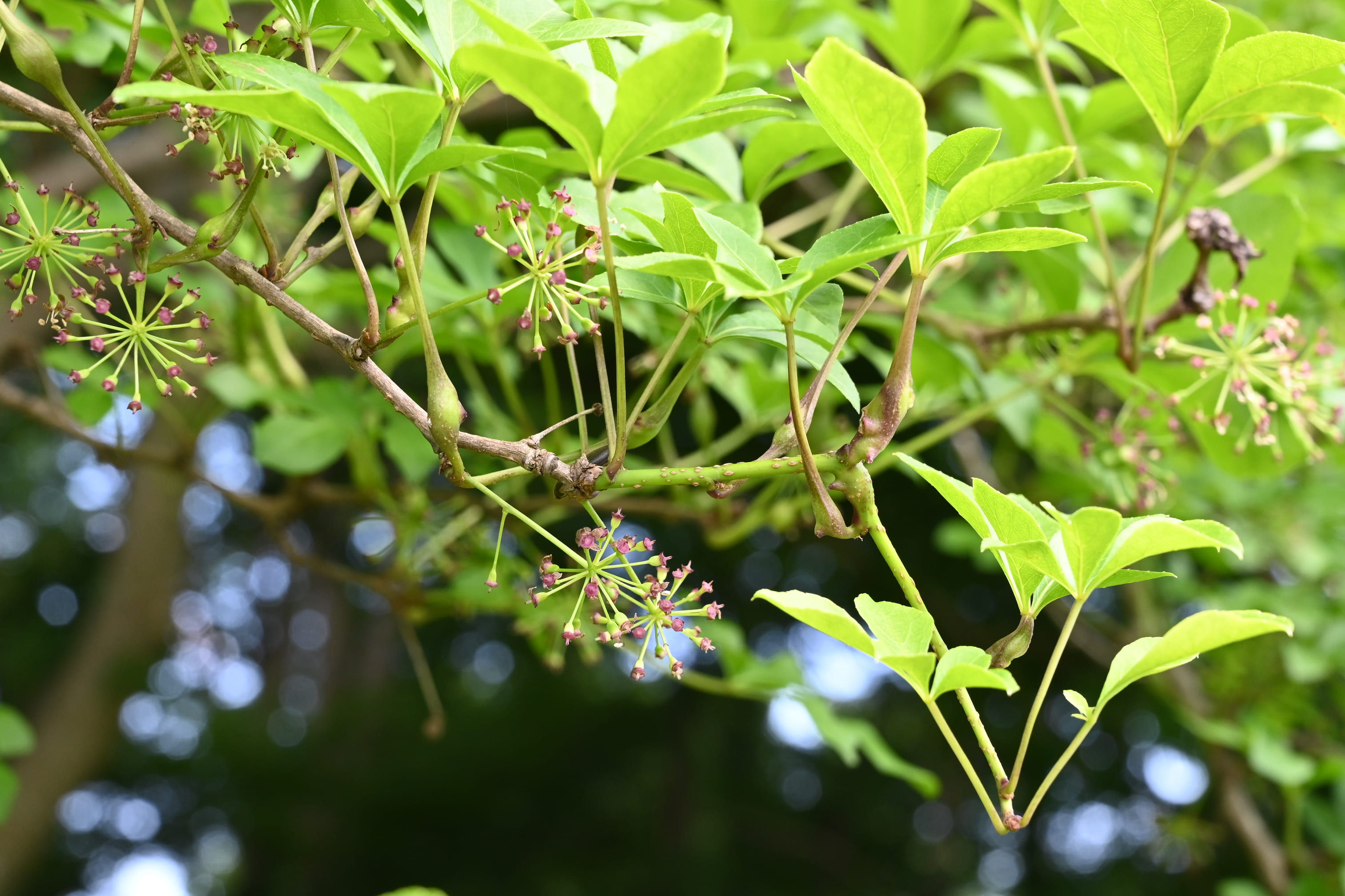 ヤマウコギ やまうこぎ 山五加 庭木図鑑 植木ペディア