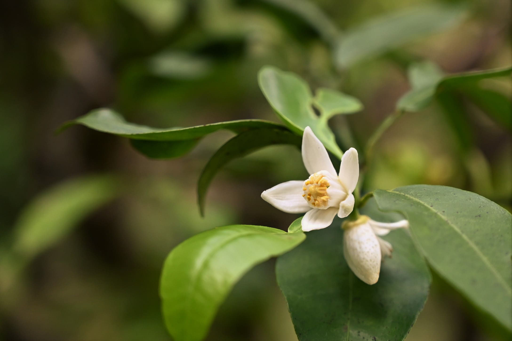 ハナユ はなゆ 花柚 庭木図鑑 植木ペディア ハナユ はなゆ 花柚 庭木図鑑 植木ペディア