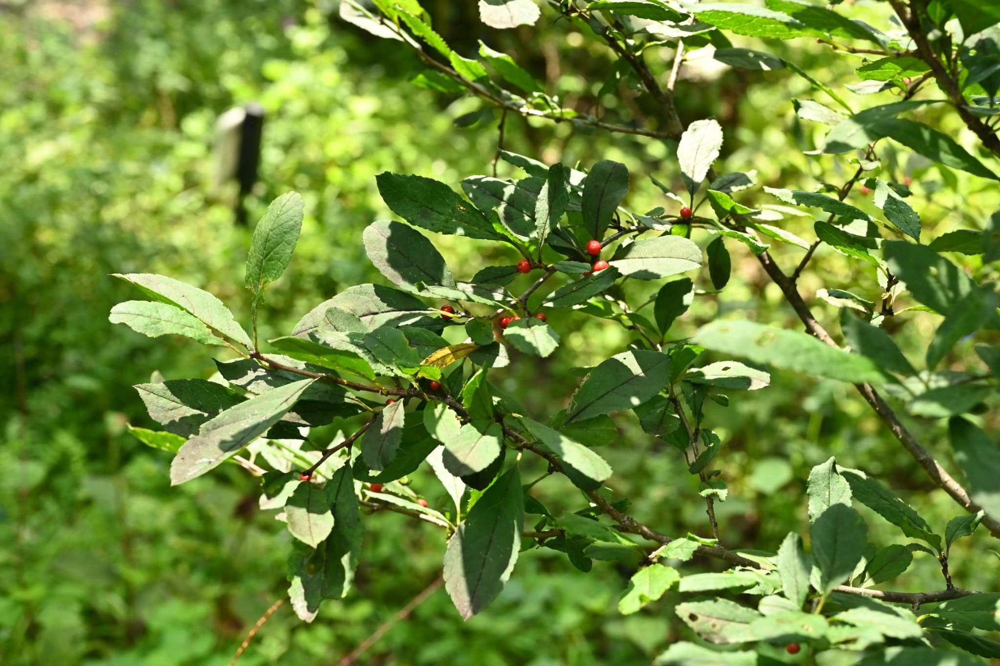 ウメモドキ（梅擬） - 庭木図鑑 植木ペディア