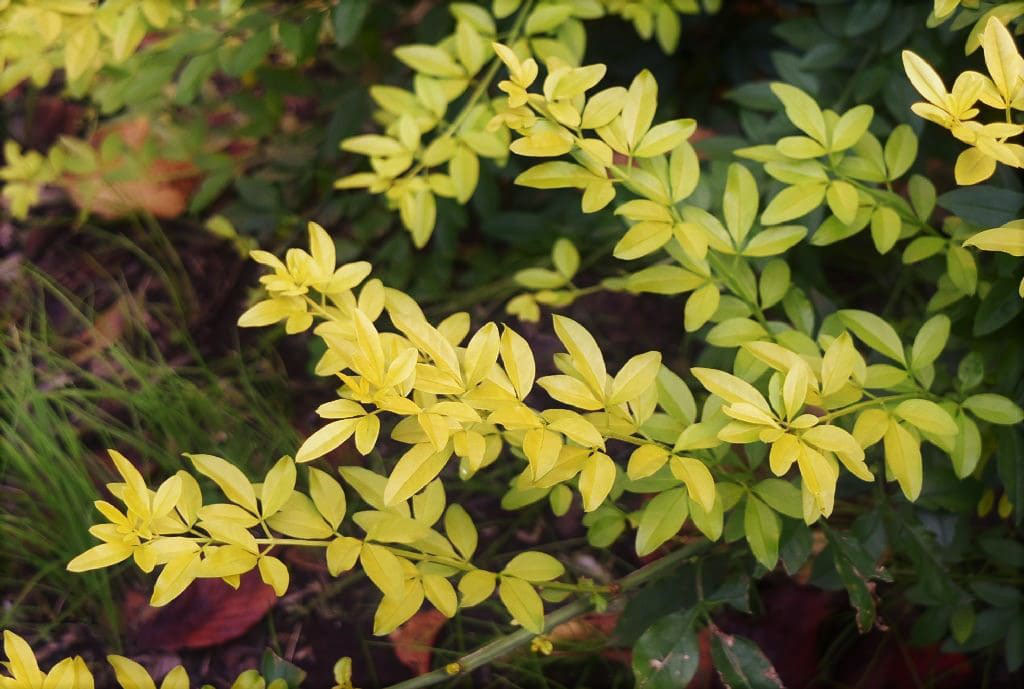 オウバイ 黄梅 庭木図鑑 植木ペディア オウバイ 黄梅 庭木図鑑 植木ペディア