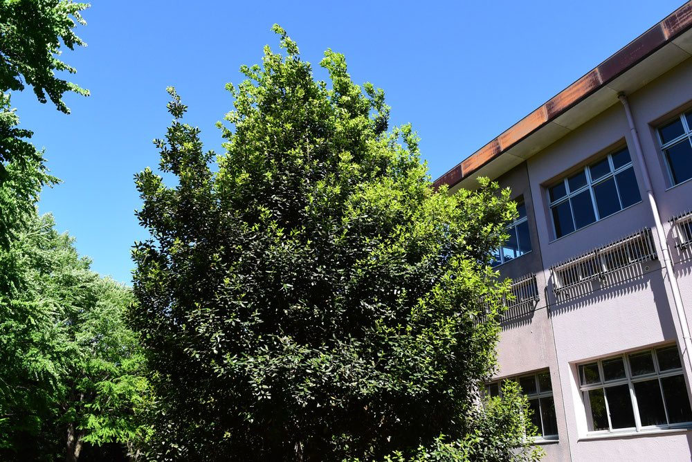 月桂樹 ゲッケイジュ 庭木 ローリエ