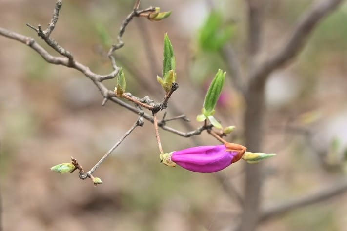コバノミツバツツジ【品番3373】 コバノミツバツツジ Rhododendron reticulatum ツツジ科