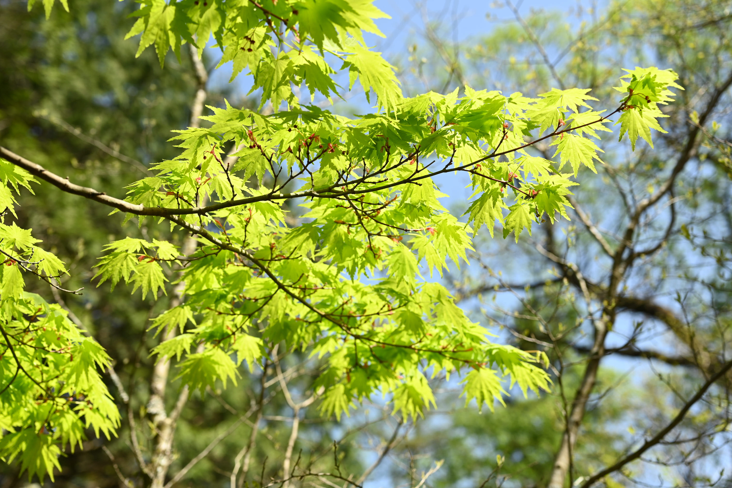 ヒナウチワカエデ ヒナウチワカエデ紅葉 2022 秋元園芸 - YouTube