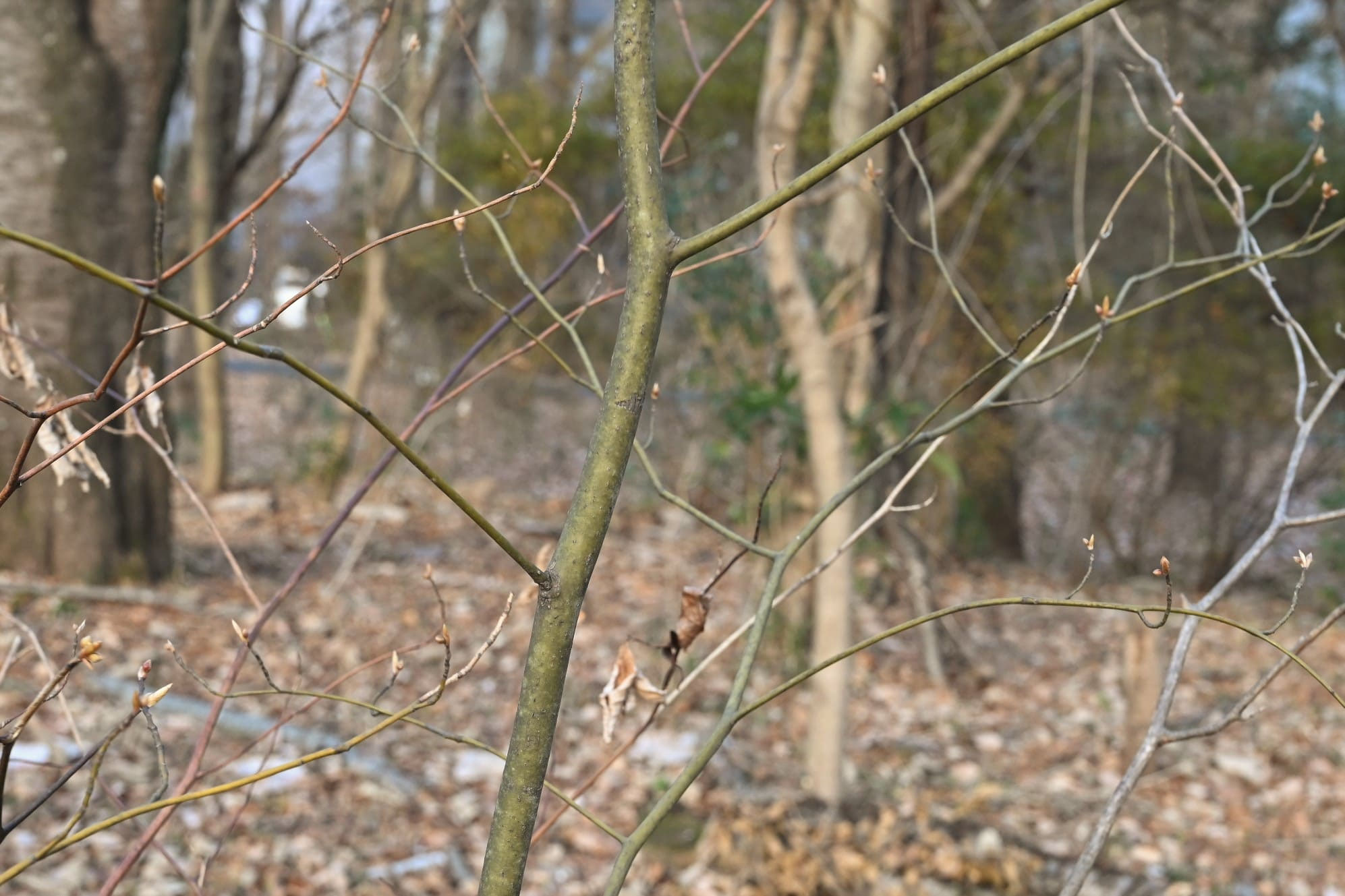 クロモジ（黒文字） - 庭木図鑑 植木ペディア