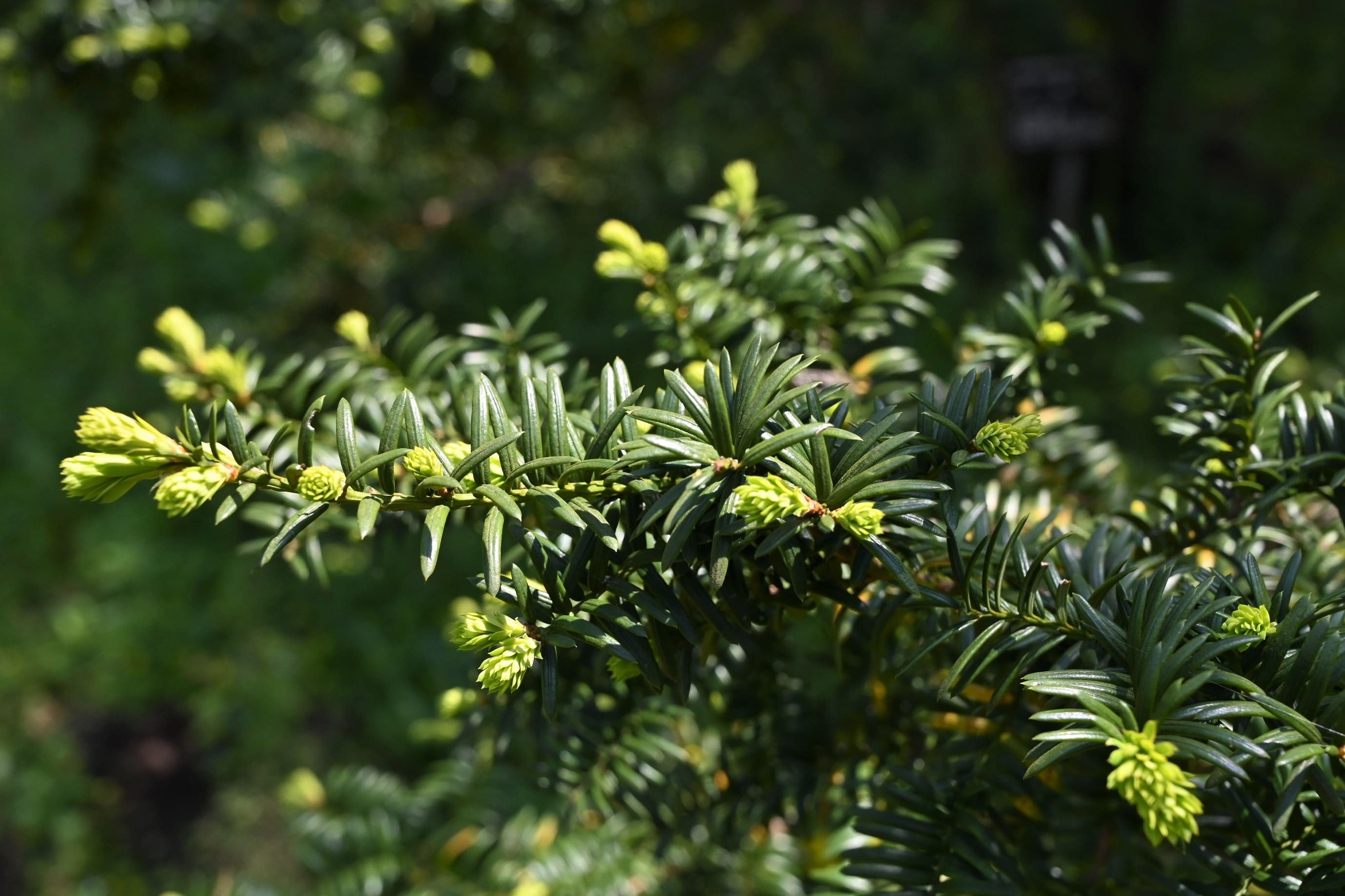イチイの木 オンコ 庭木 植木