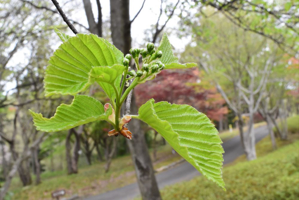 アズキナシ - 庭木図鑑 植木ペディア