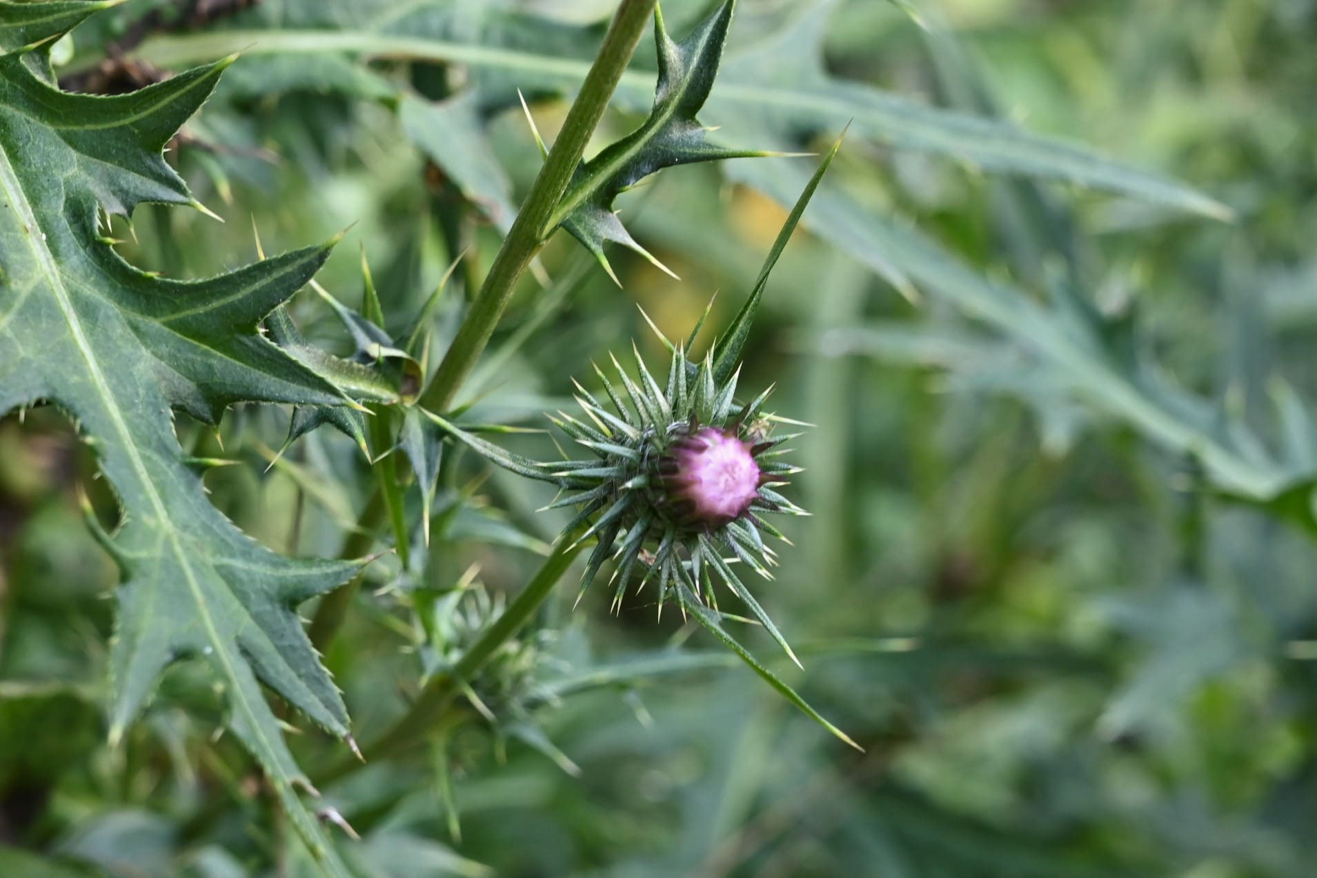 イガアザミ いがあざみ 毬薊 庭木図鑑 植木ペディア イガアザミ いがあざみ 毬薊 庭木図鑑 植木ペディア