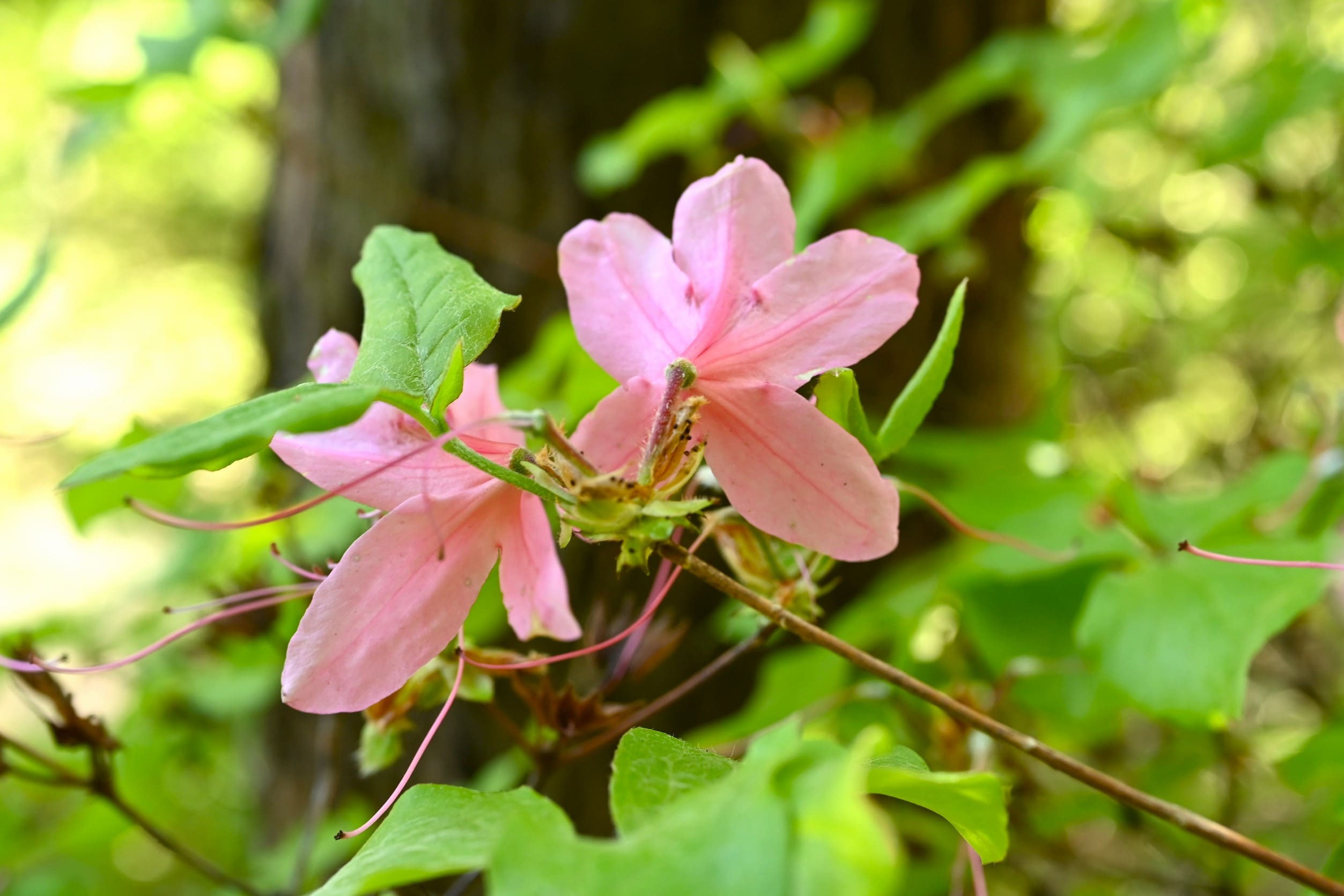 オンツツジ 株立ち 約1.8m 現品発送 オレンジ花のミツバツツジ 超希少