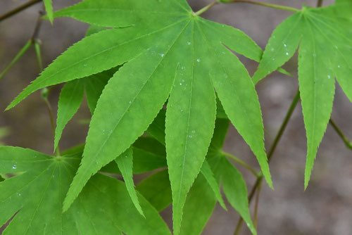 オオモミジ（大紅葉） - 庭木図鑑 植木ペディア