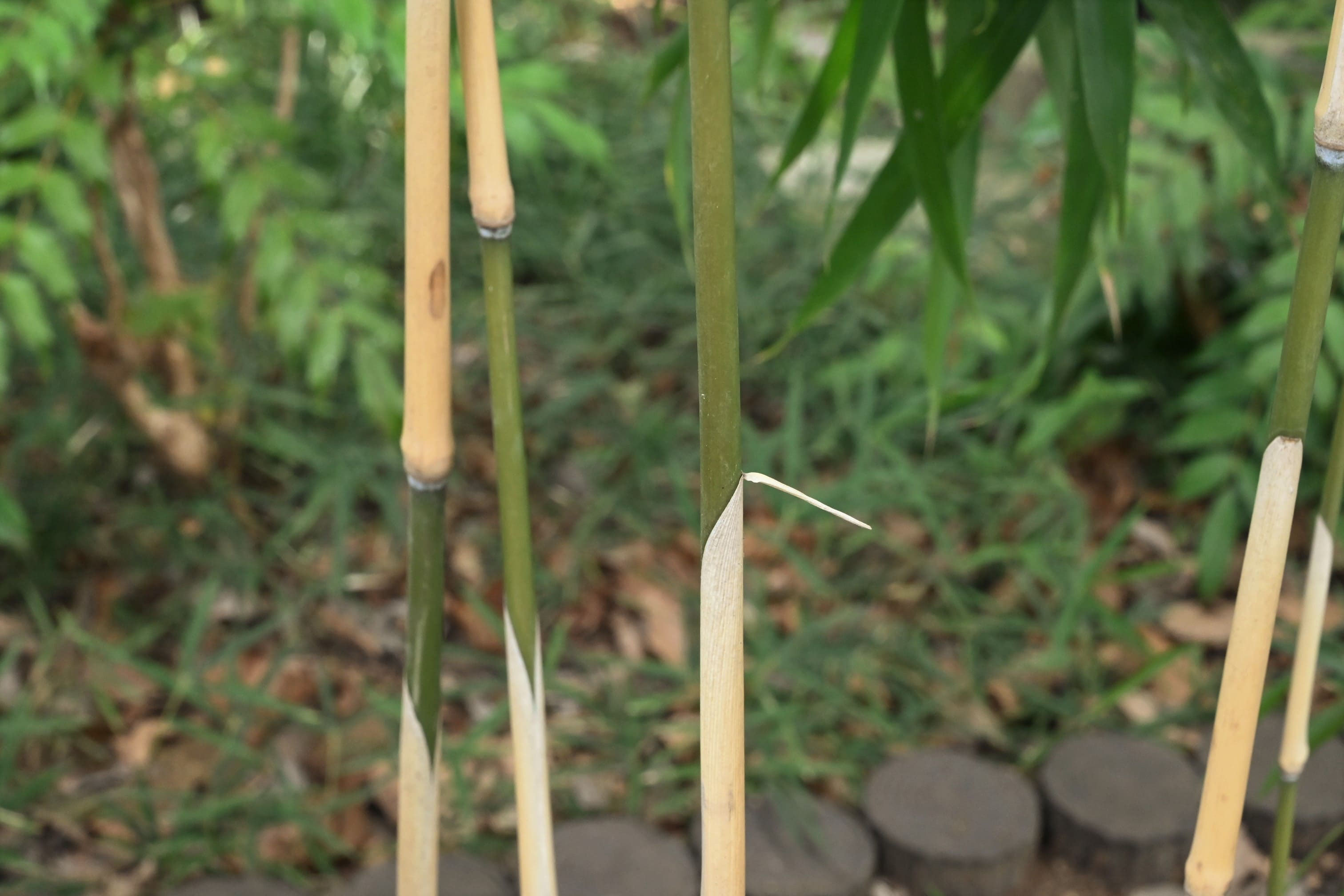 メダケ めだけ 女竹 庭木図鑑 植木ペディア