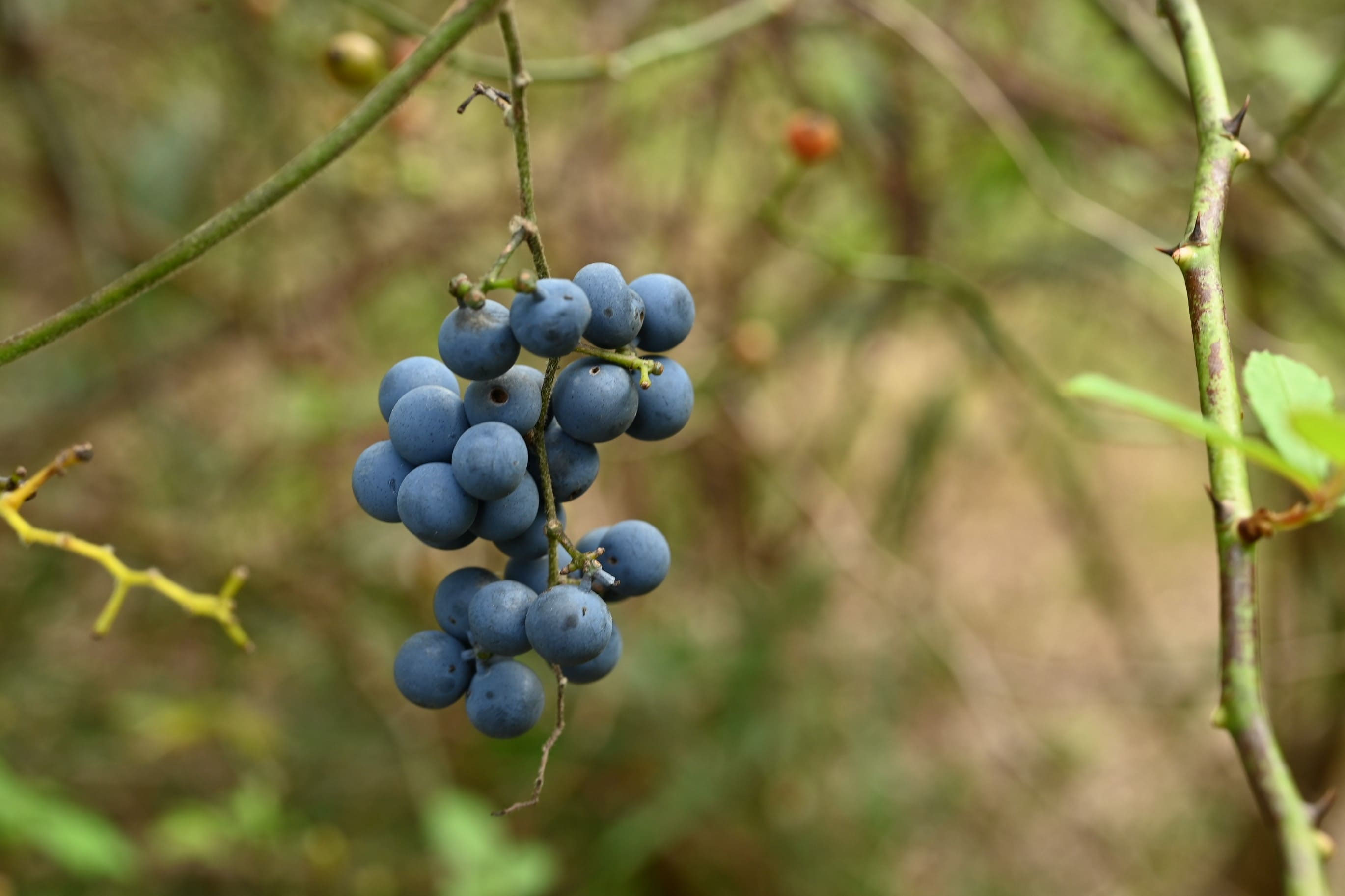 ムーミンママ様確認 〜青ツヅラフジ〜 テーマは感謝の心 ムーミンのあらた