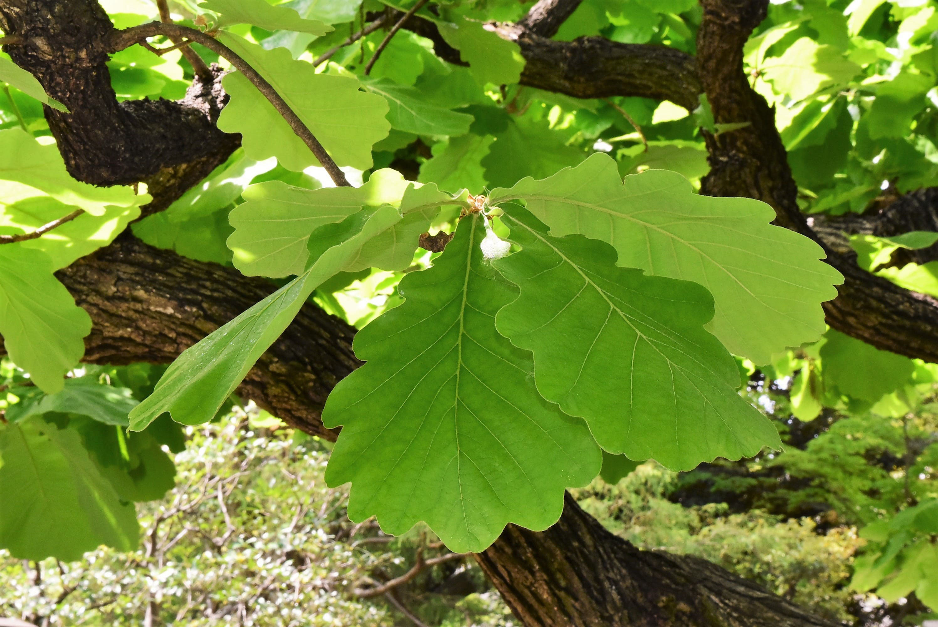 カシワ 槲 庭木図鑑 植木ペディア