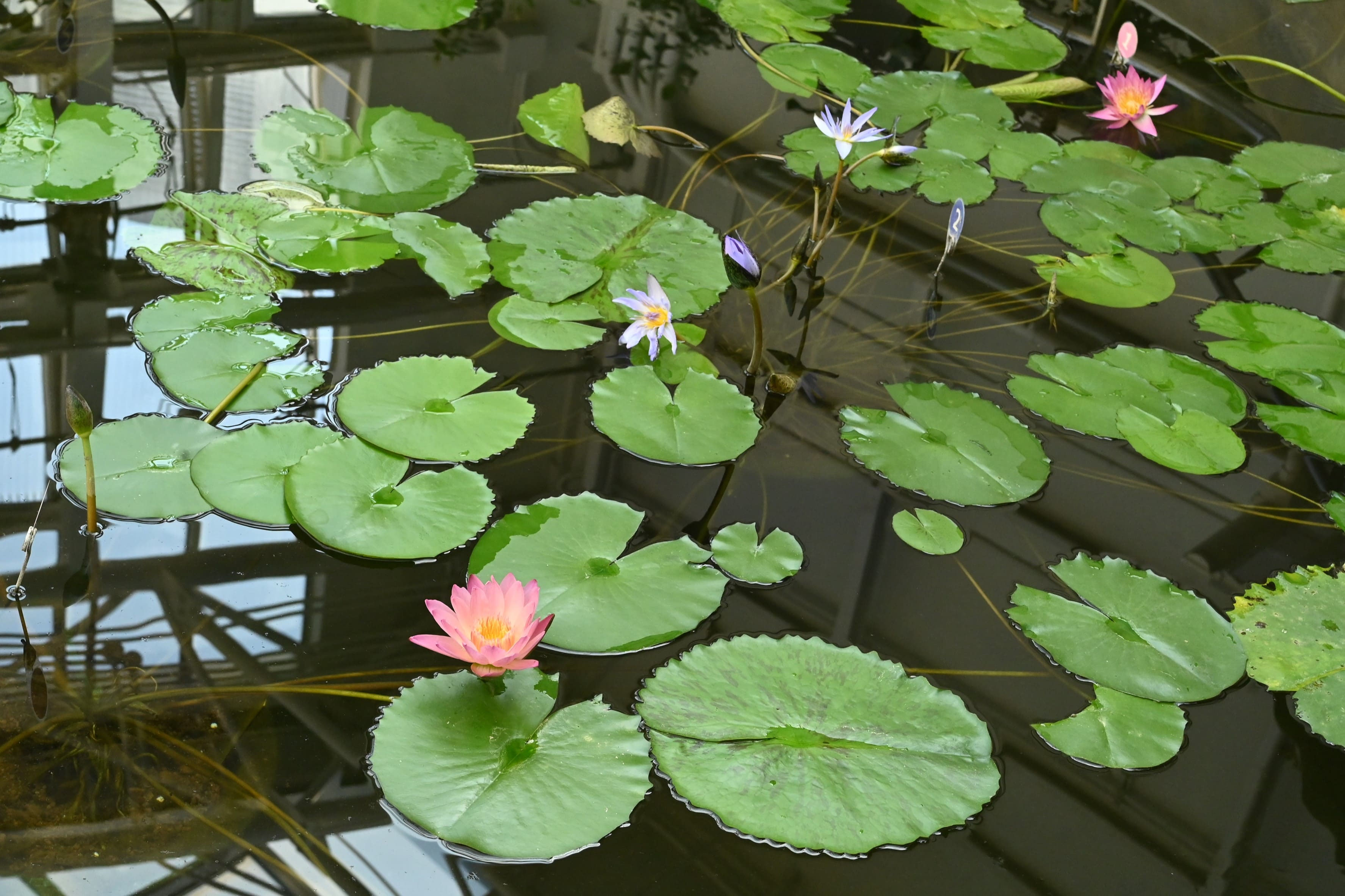 スイレン／すいれん／睡蓮 - 庭木図鑑 植木ペディア