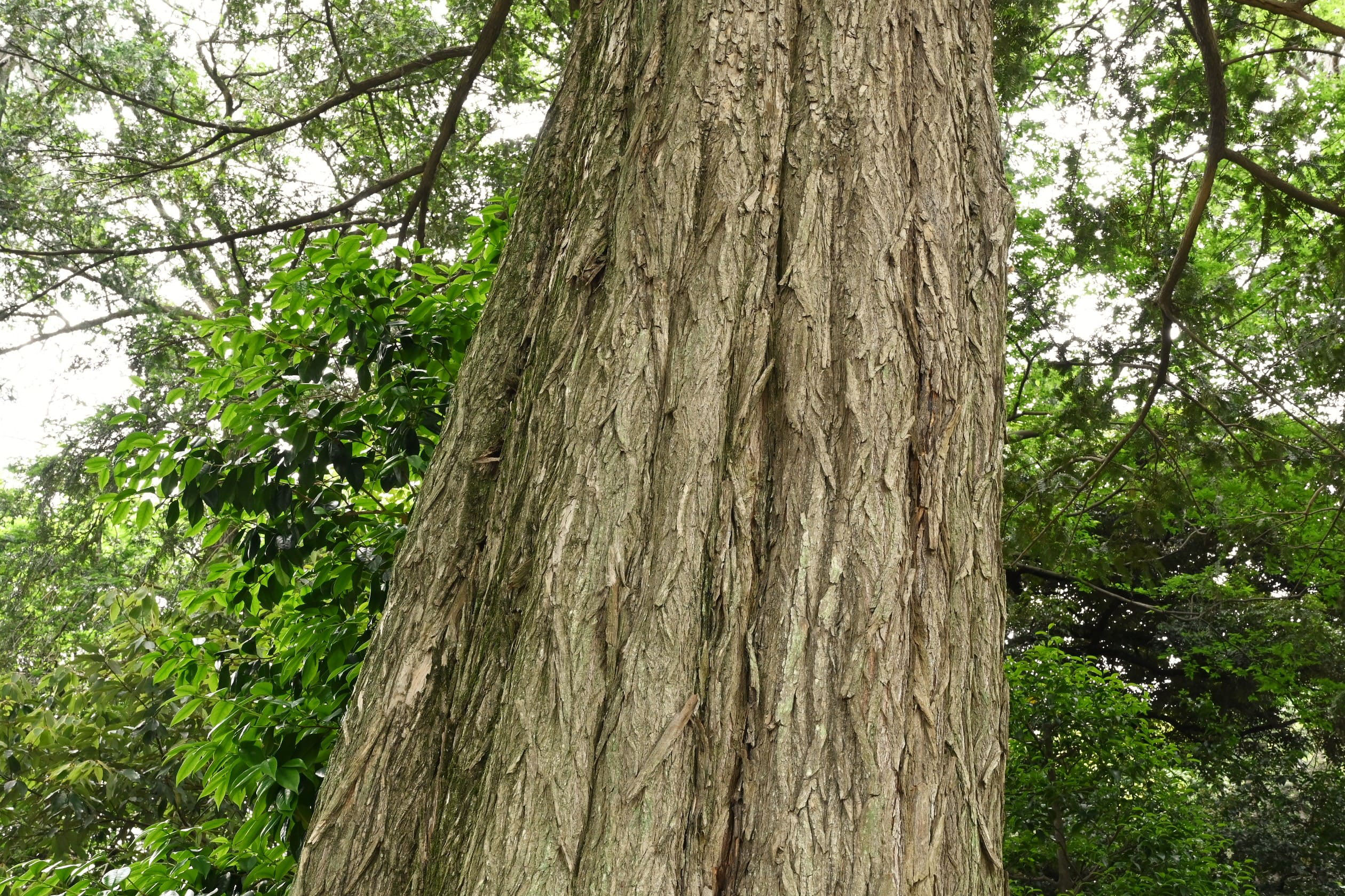 カヤ 榧 庭木図鑑 植木ペディア カヤ 榧 庭木図鑑 植木ペディア