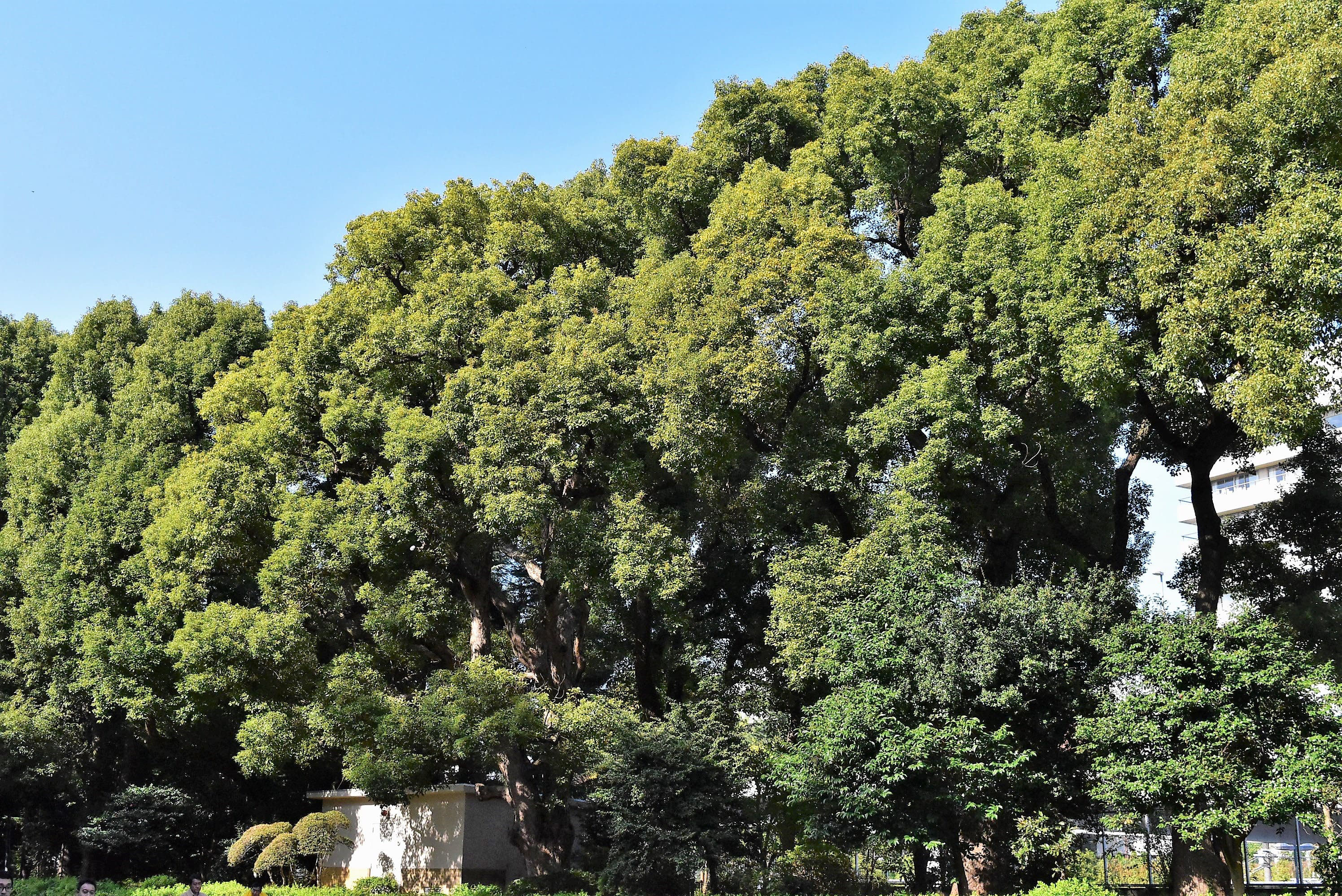 シラカシ（白樫） - 庭木図鑑 植木ペディア