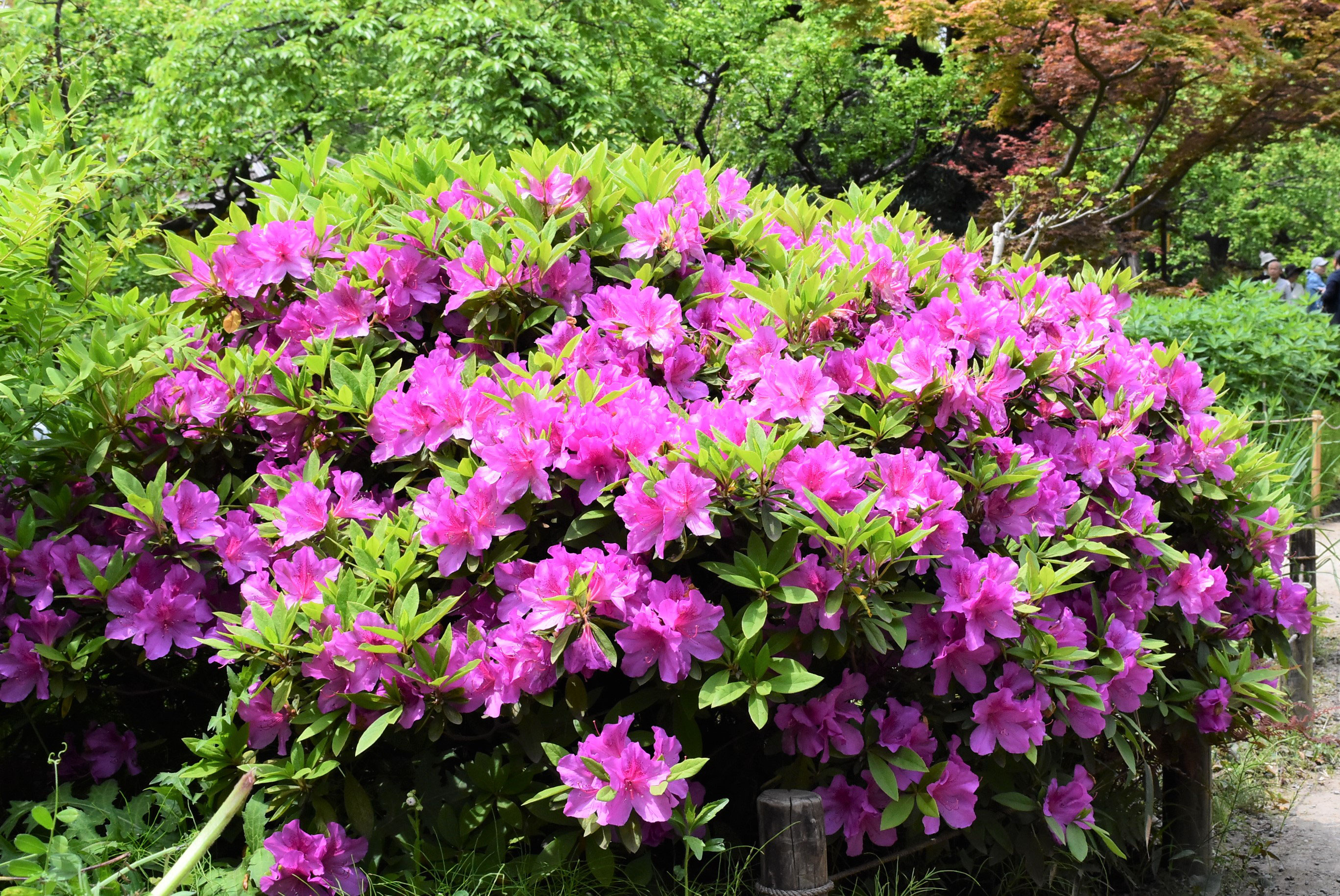 オオムラサキツツジ 大紫躑躅 庭木図鑑 植木ペディア