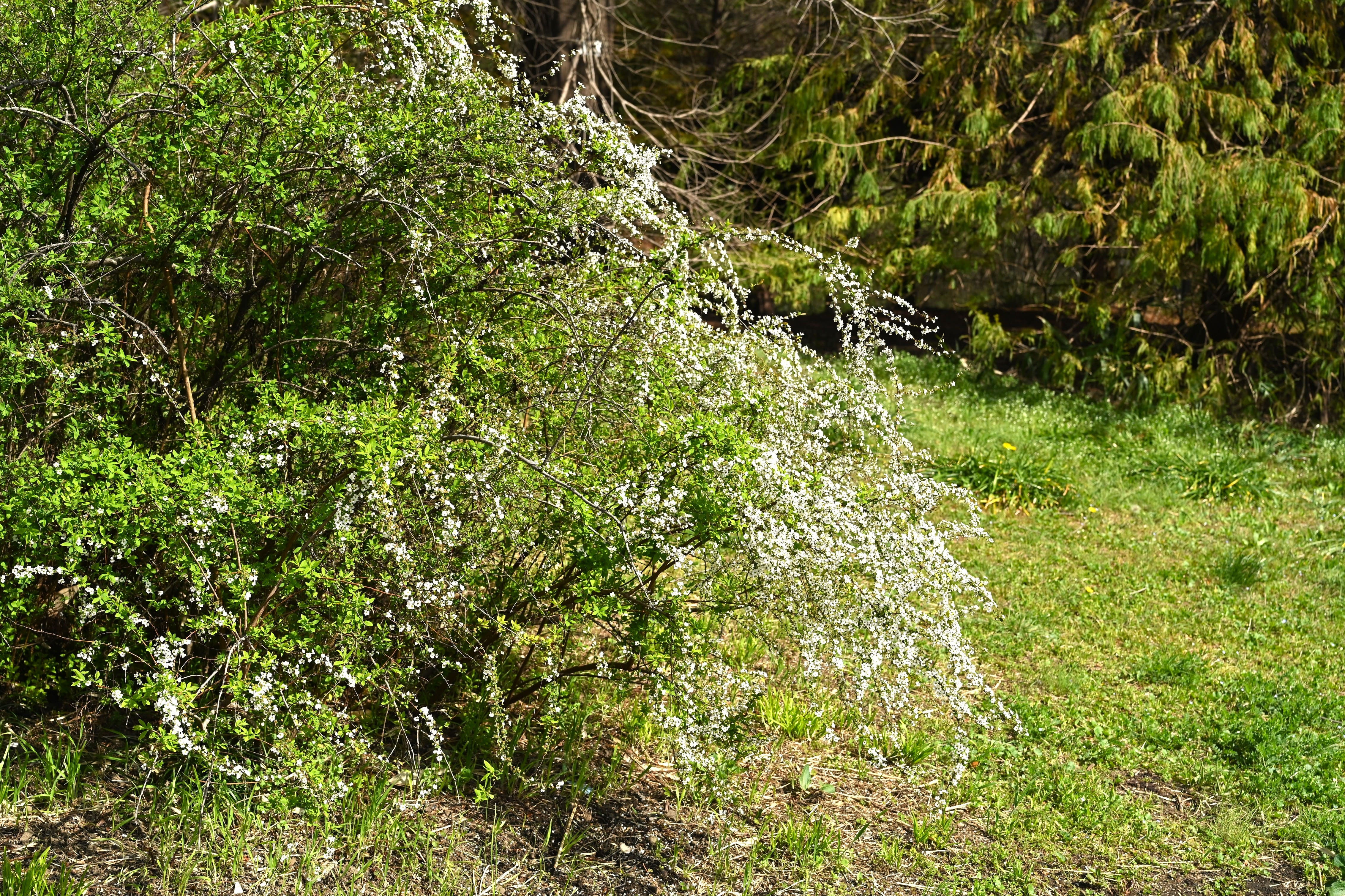 ユキヤナギ（雪柳） - 庭木図鑑 植木ペディア