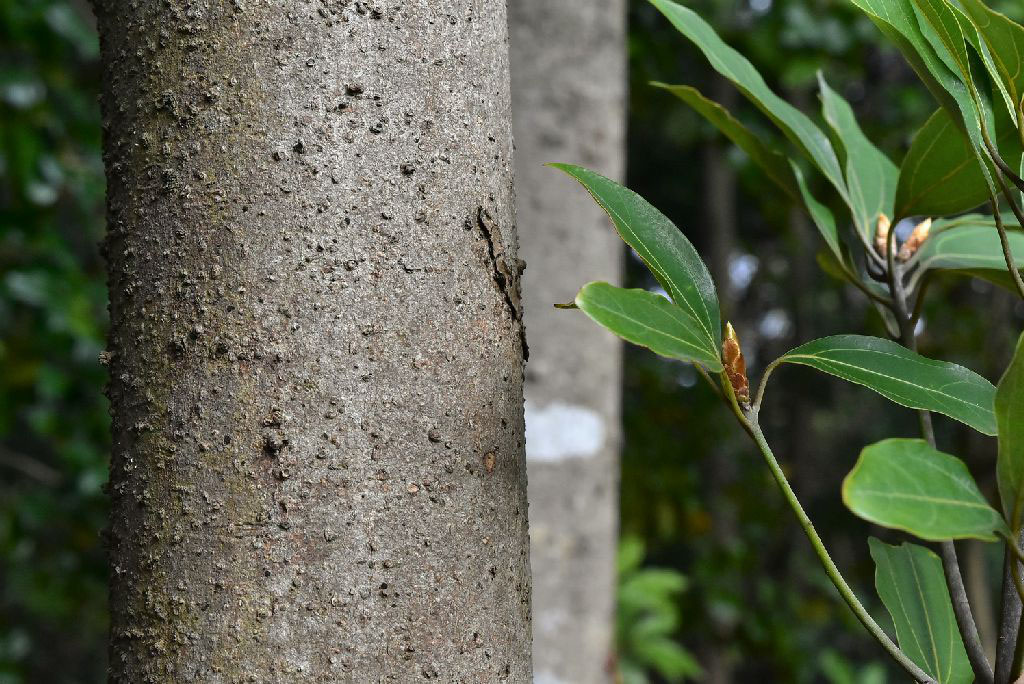 シロダモ 庭木図鑑 植木ペディア