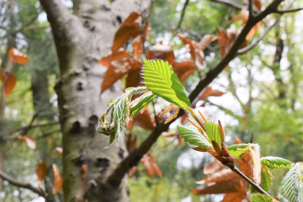 ブナ 庭木図鑑 植木ペディア