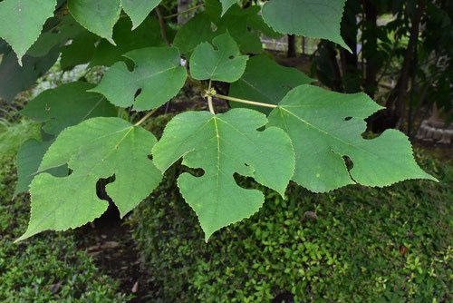 カジノキ（梶の木） - 庭木図鑑 植木ペディア