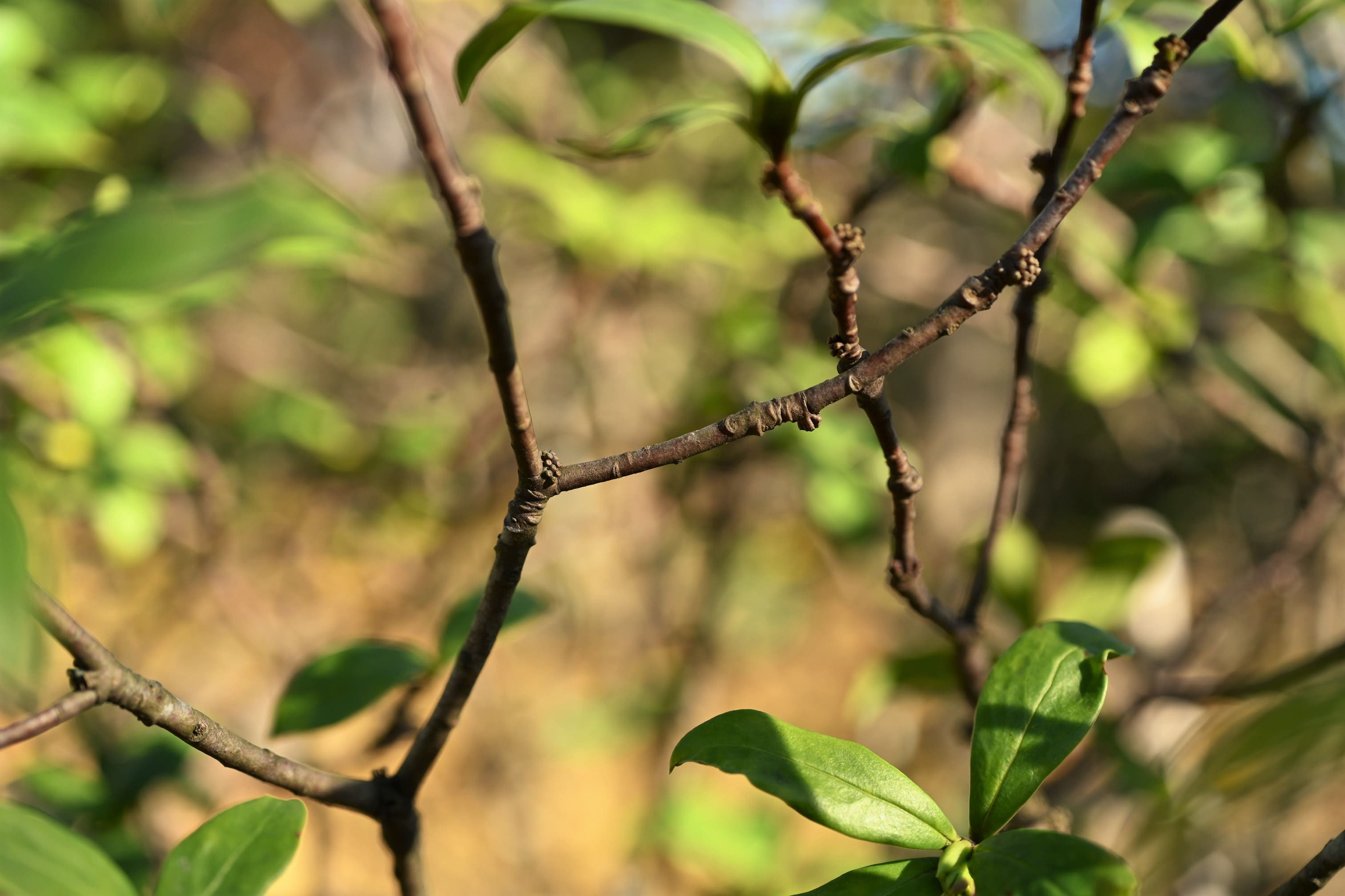 ジンチョウゲ 沈丁花 庭木図鑑 植木ペディア